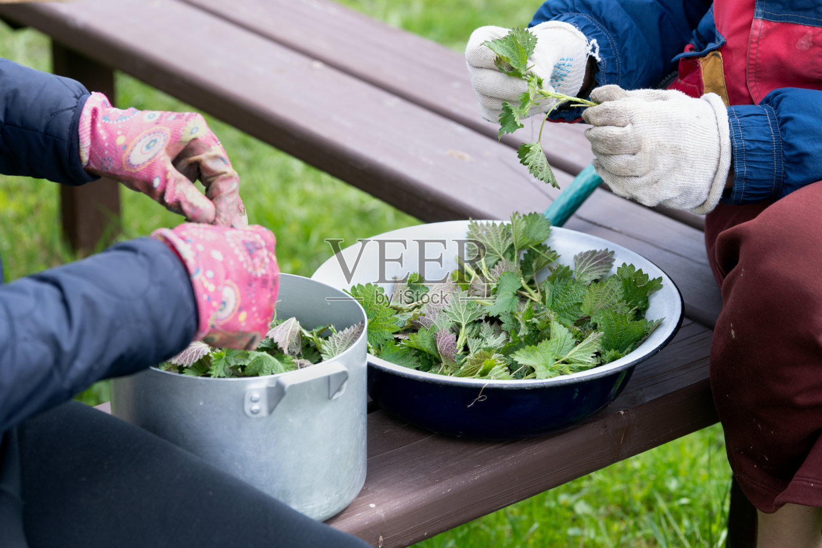 戴着手套的女性双手分拣荨麻叶子准备煲汤照片摄影图片