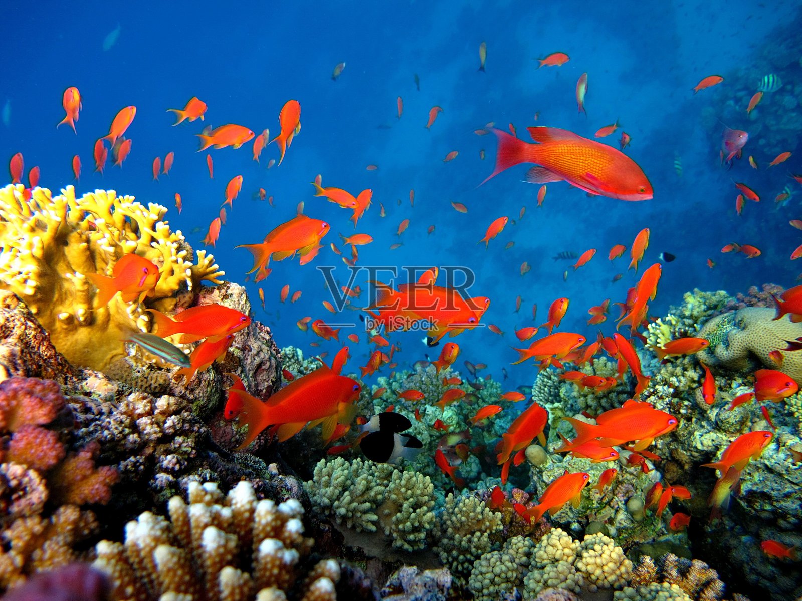 红海金花鲈:珊瑚礁斜坡上常见的成群小鱼照片摄影图片