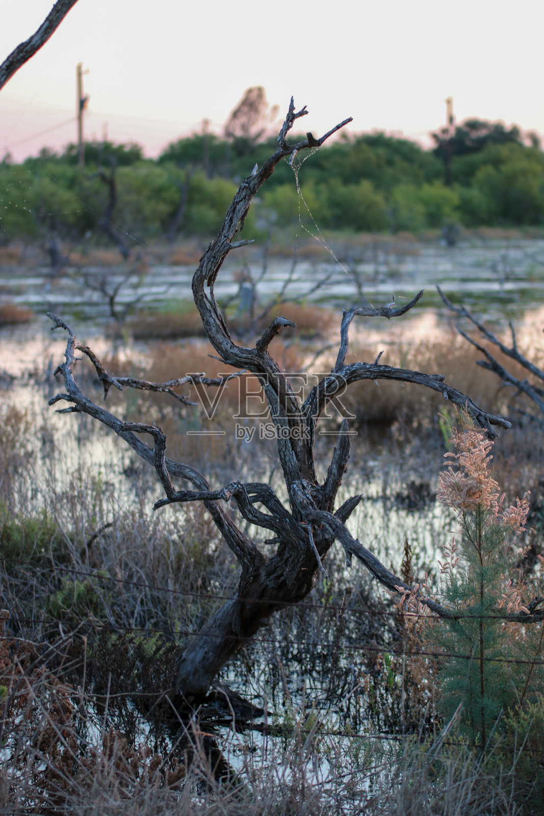 老树照片摄影图片
