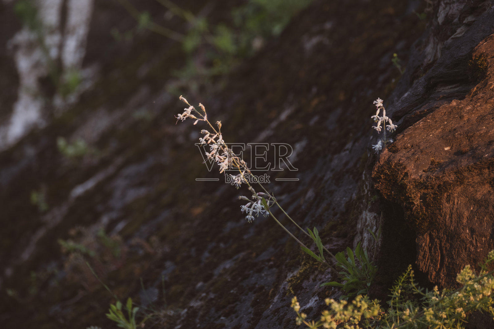 植物生长在坚固的岩石/悬崖。照片摄影图片