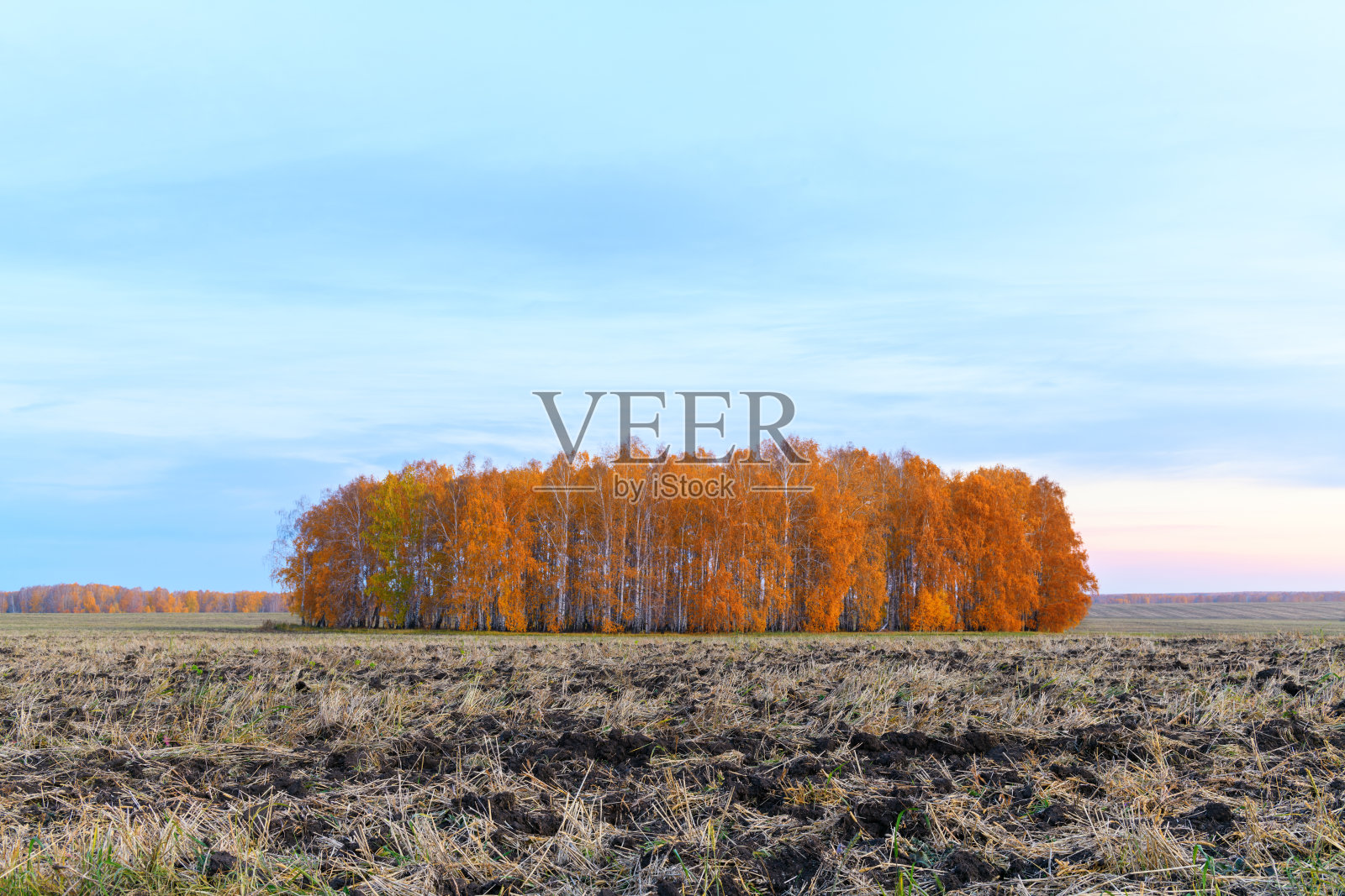 农地收获谷物后,秋日景观中有白桦树黄昏或黎明的阳光照片摄影图片