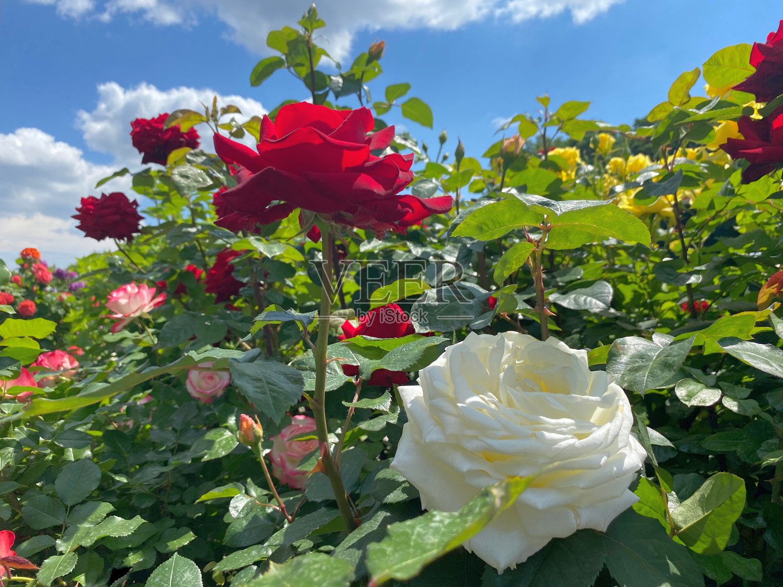 夏日花园里美丽的玫瑰花。五颜六色的红、白、黄、粉玫瑰花映衬着蔚蓝的天空。田园诗般的夏天。照片摄影图片