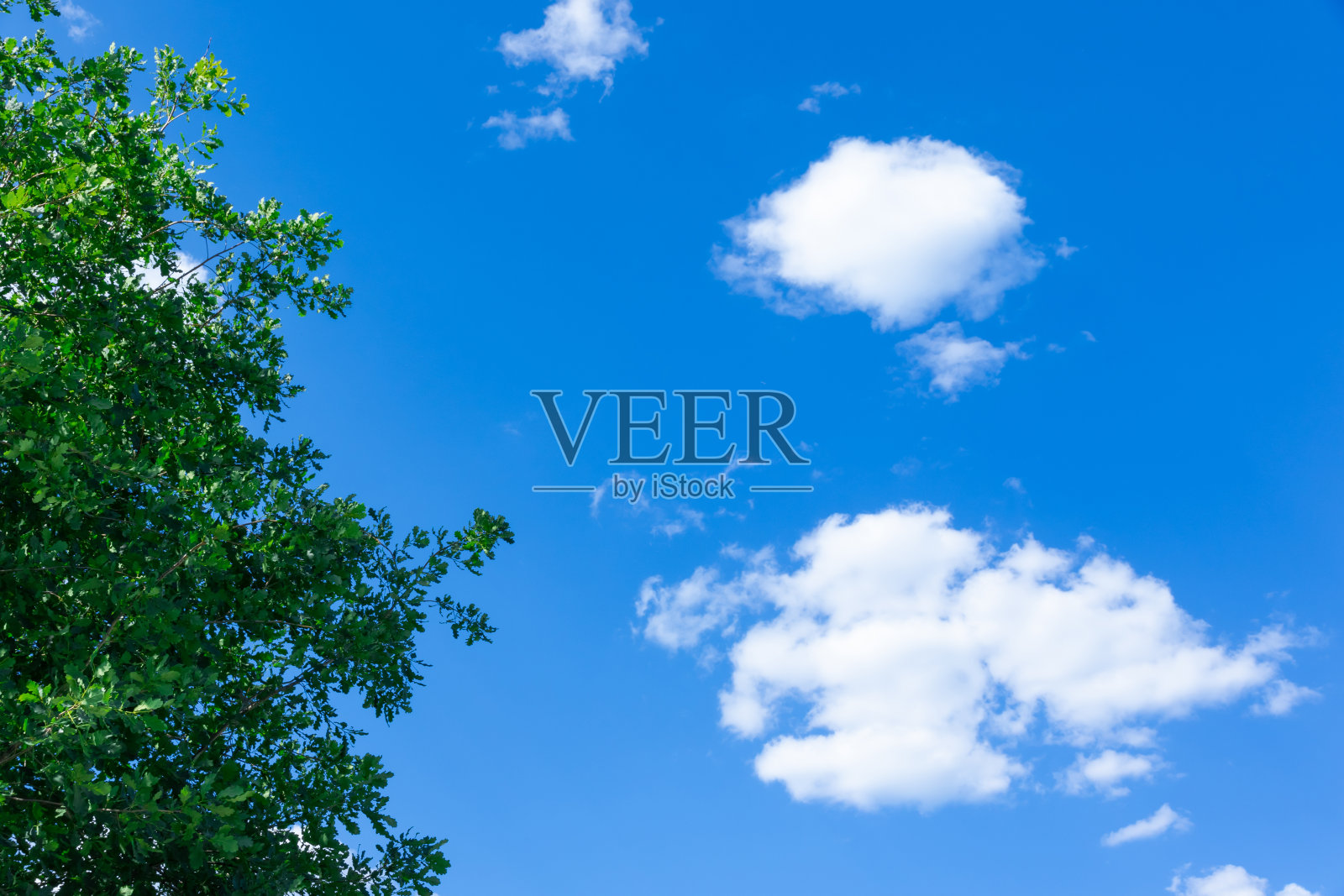 晴朗的夏日里,蓝天上飘着白云。前景是一棵绿色的橡树。照片摄影图片