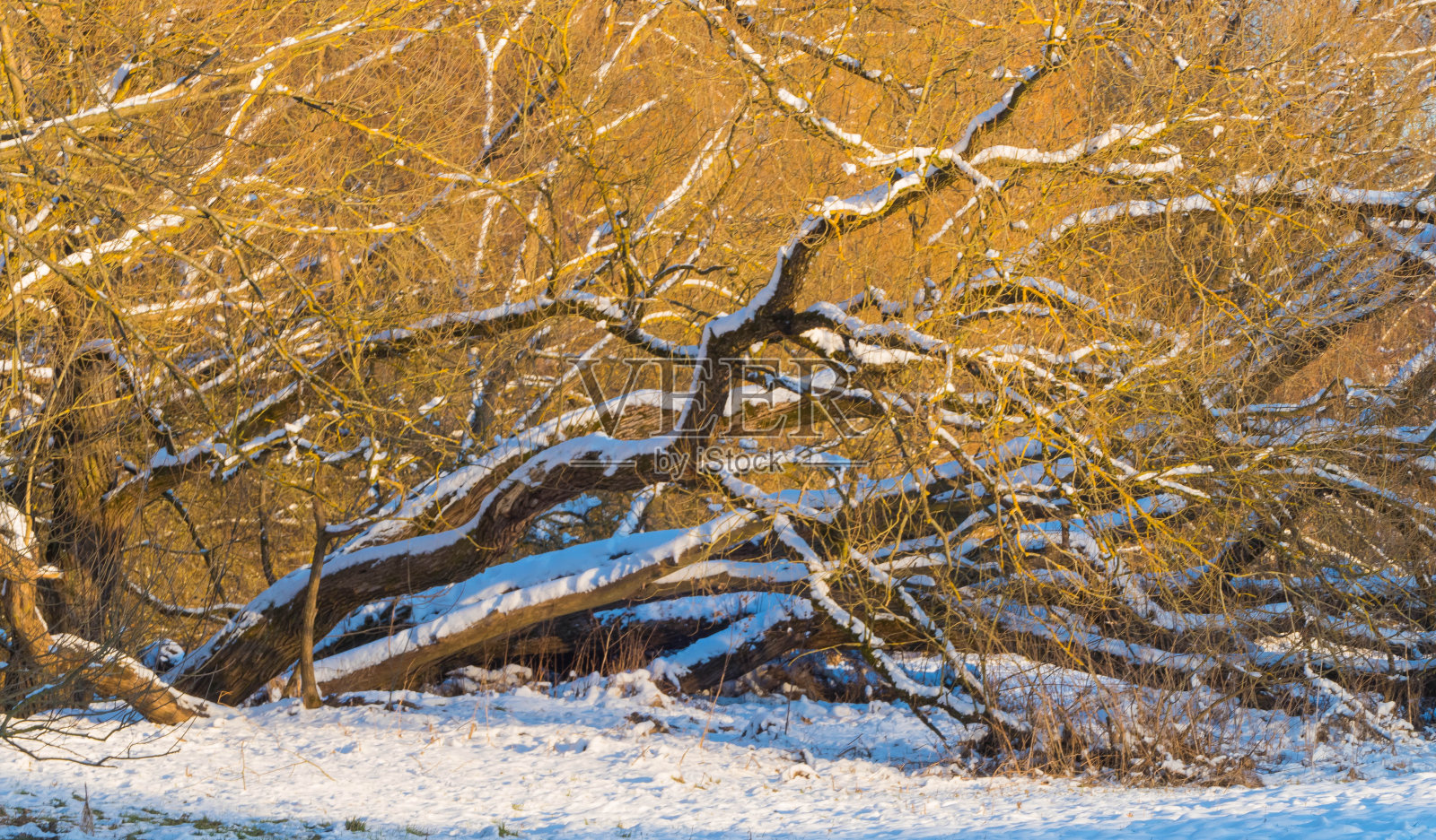 雪景中的黄昏照片摄影图片