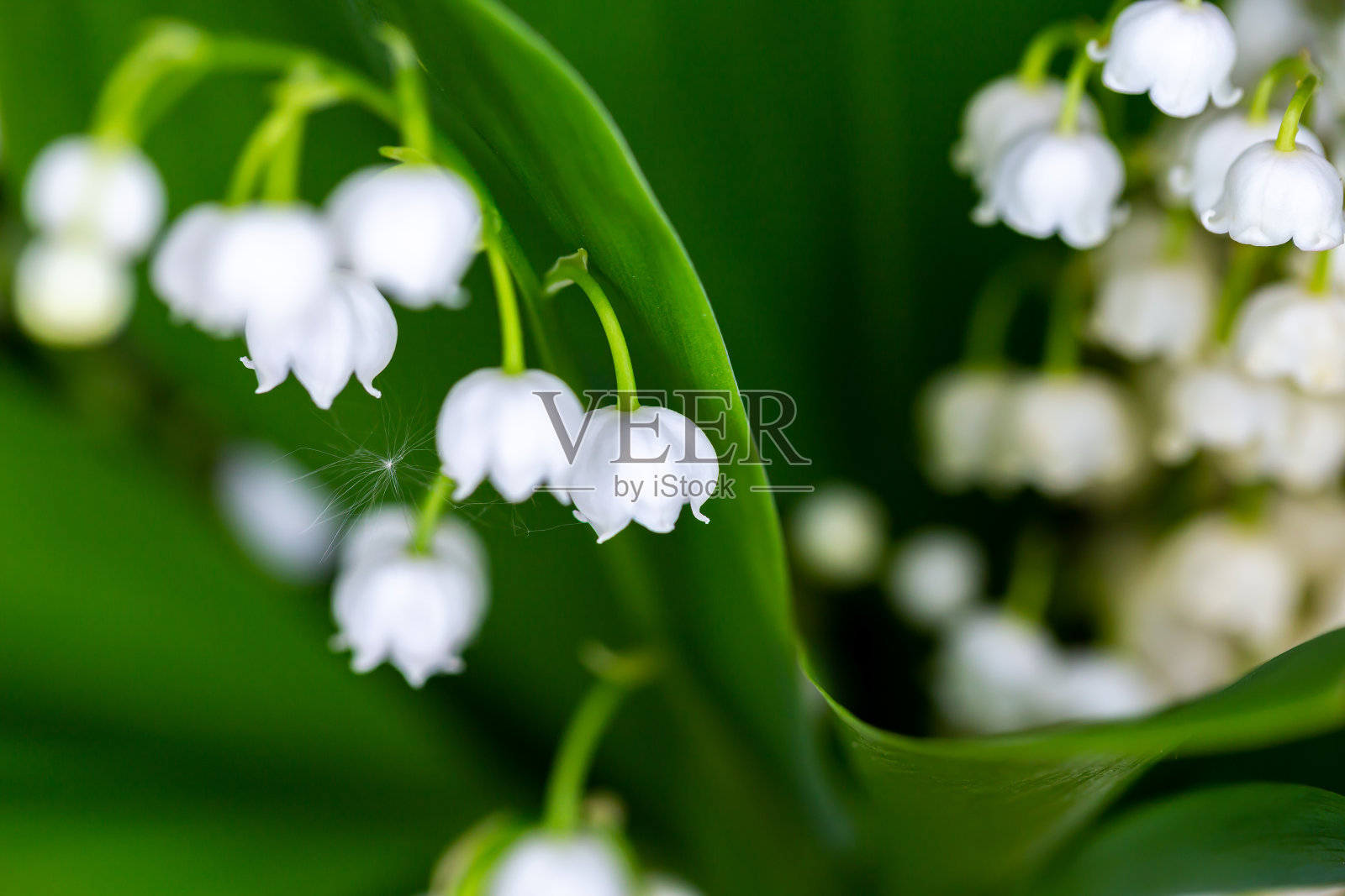 许多百合山谷花的特写。照片摄影图片