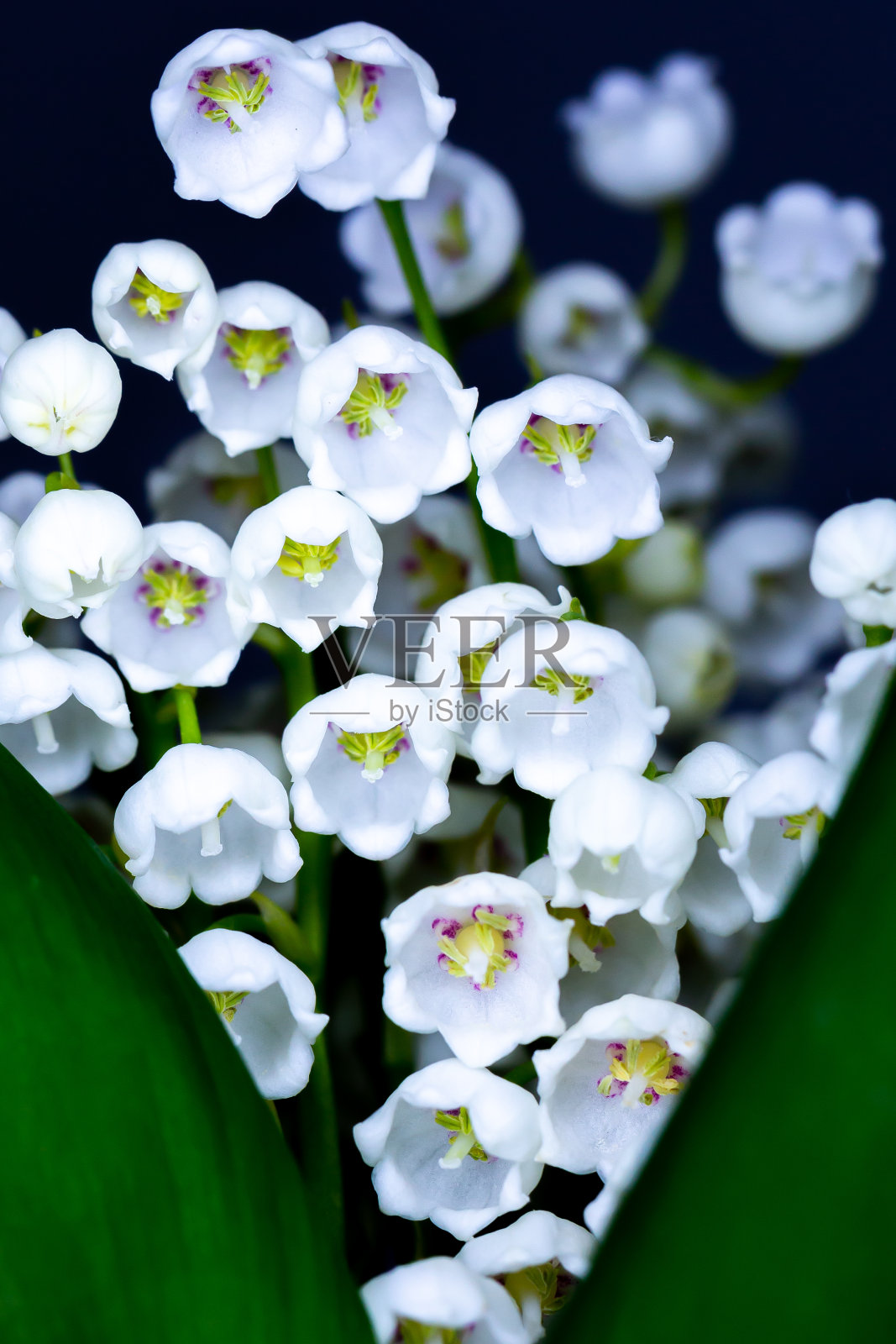 许多百合山谷花的特写。照片摄影图片