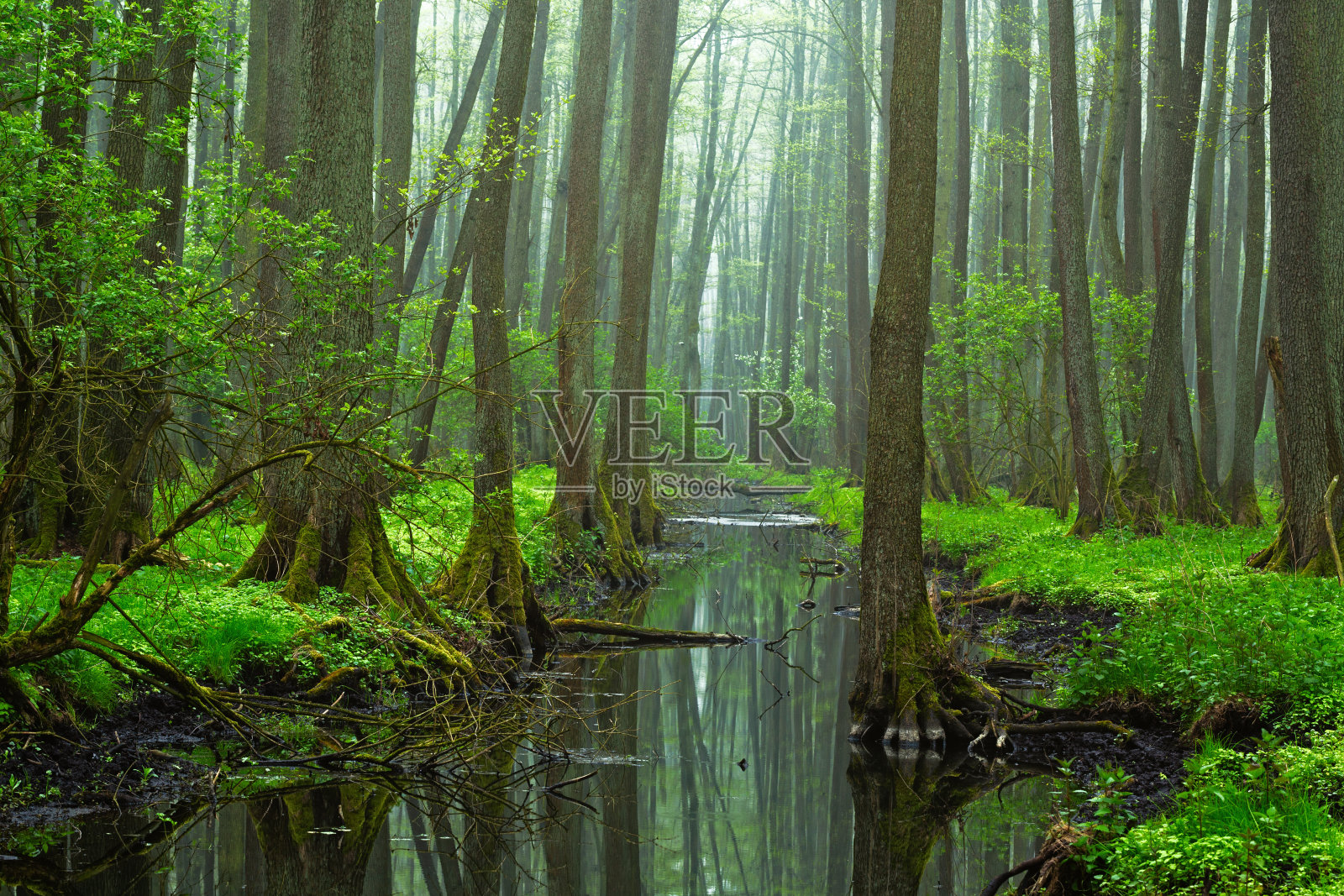 森林照片摄影图片