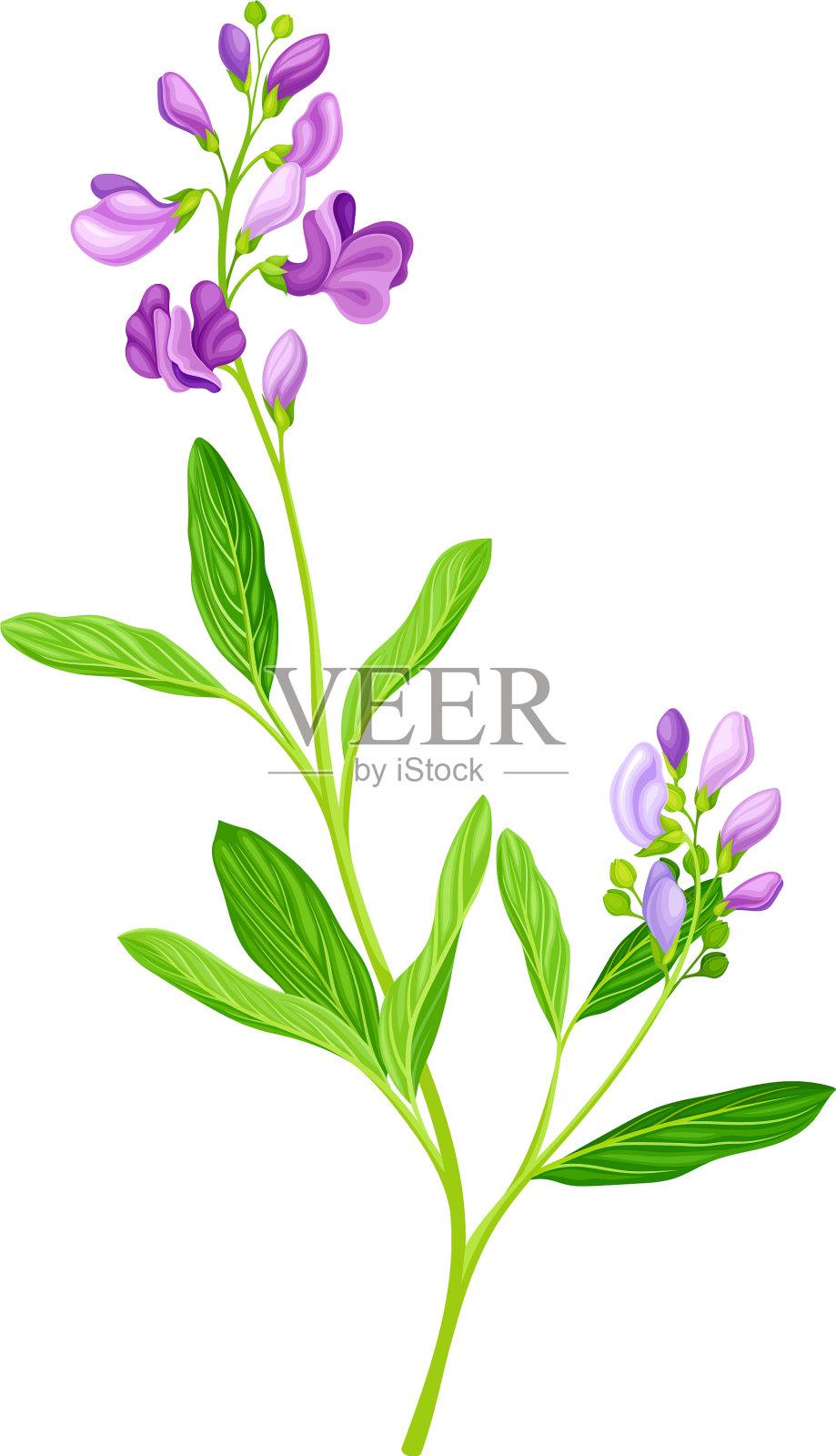 长紫花苜蓿或紫花苜蓿植物插画图片素材