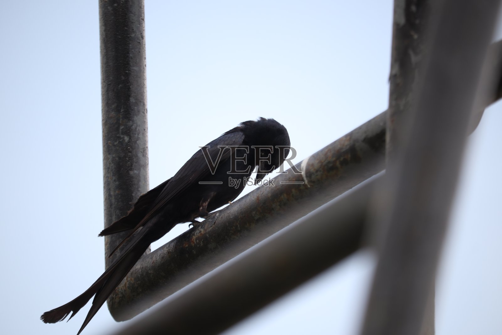 黑燕卷尾照片摄影图片