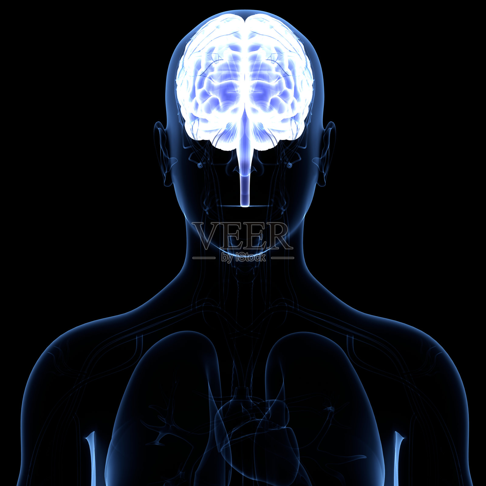 人脑神经系统的中枢器官照片摄影图片