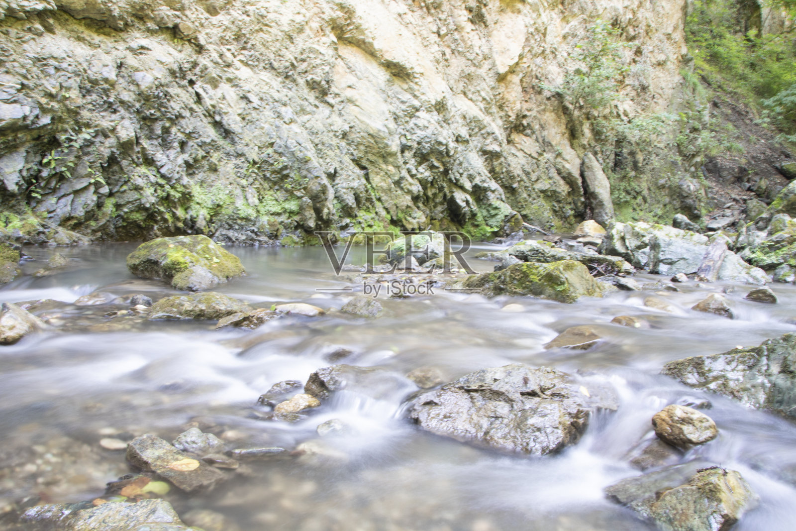 花粉照片摄影图片