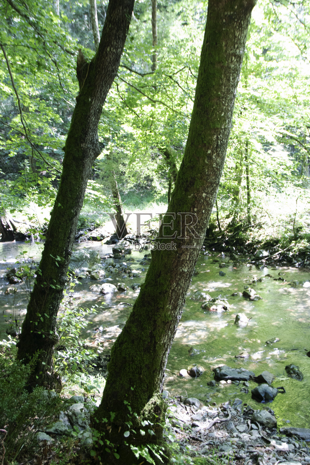 花粉照片摄影图片