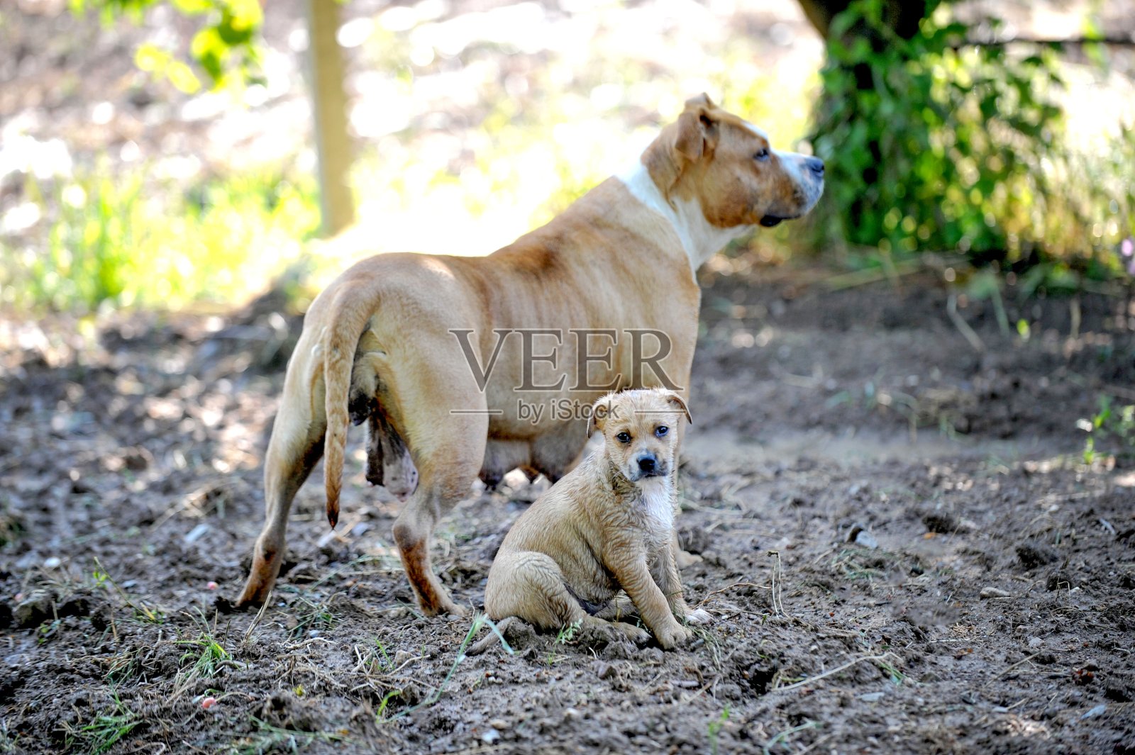 阿姆斯达夫母狗和她的小狗在大自然的照片照片摄影图片
