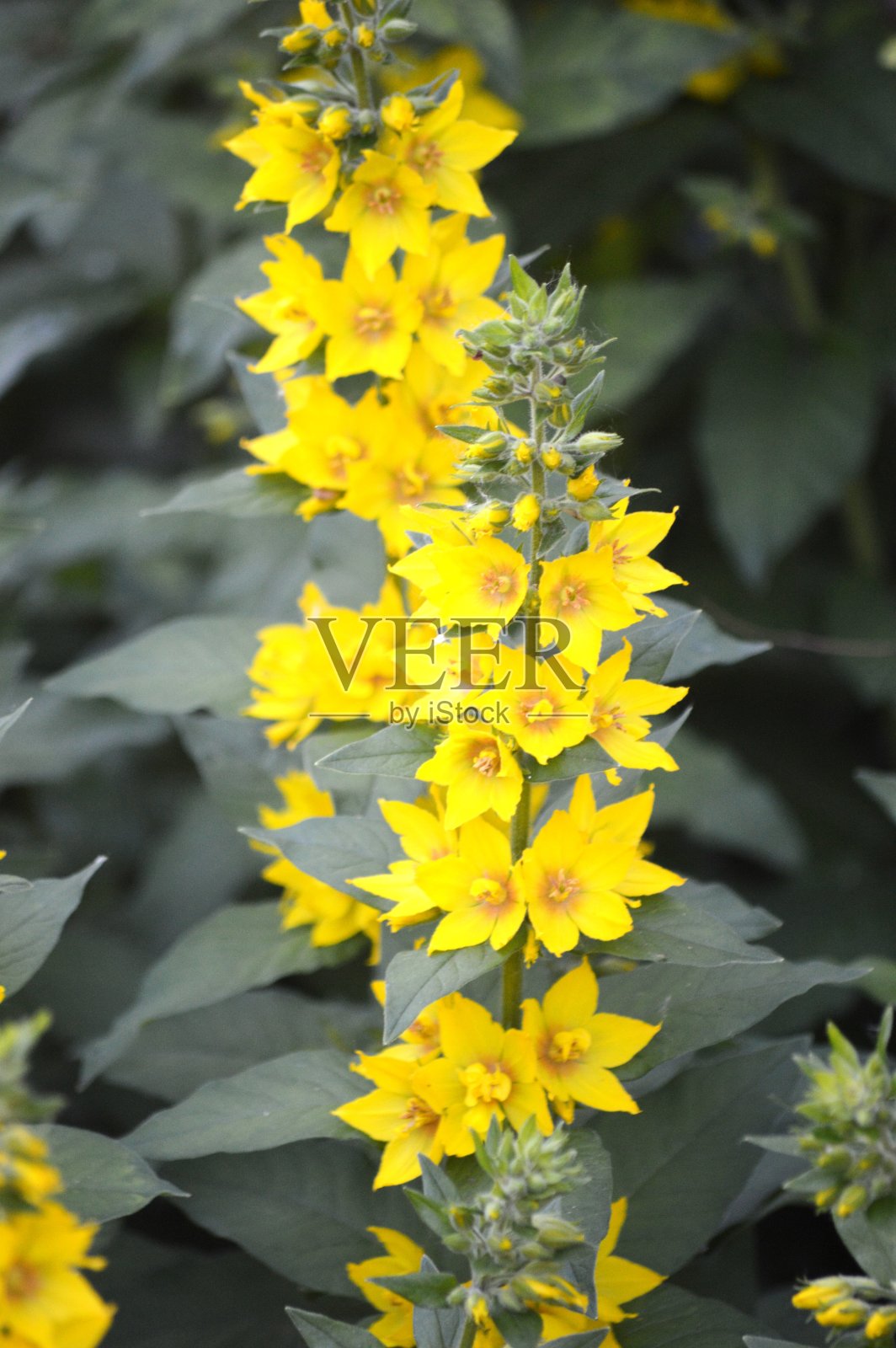 野花照片摄影图片