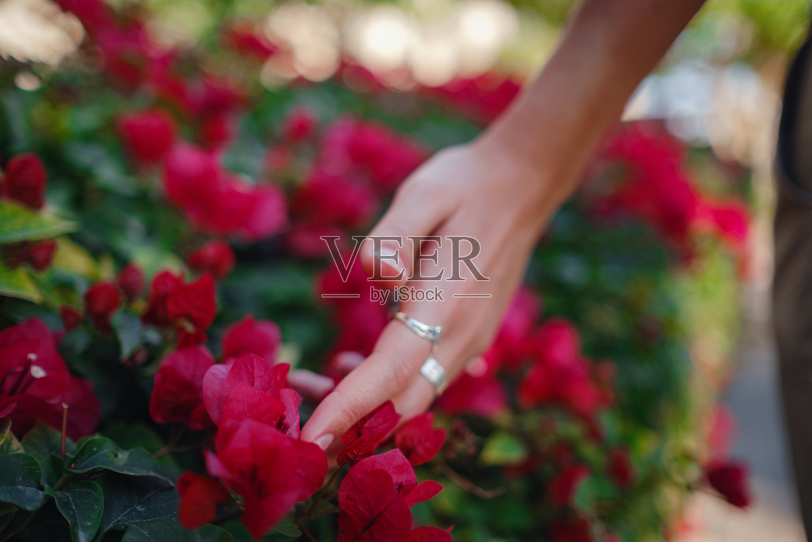 女人的手抚摸着美丽的紫花照片摄影图片