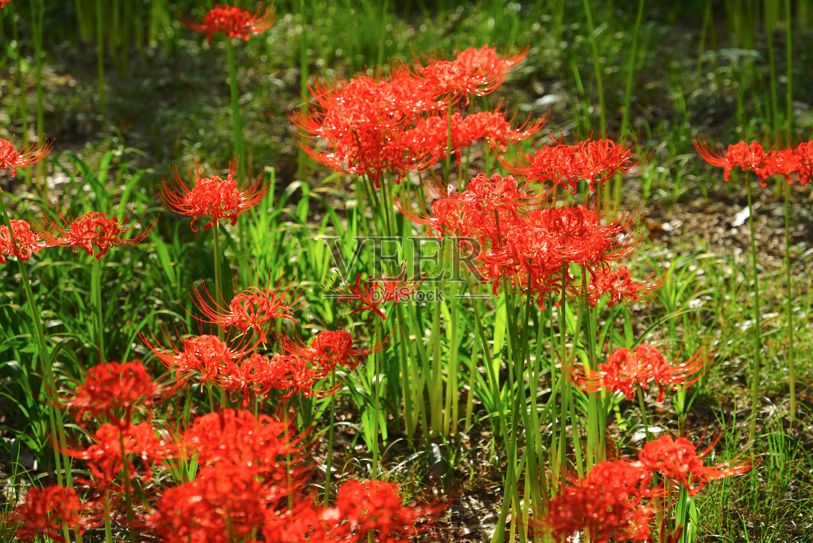 日本埼玉县金久田公园的一簇孤挺花照片摄影图片