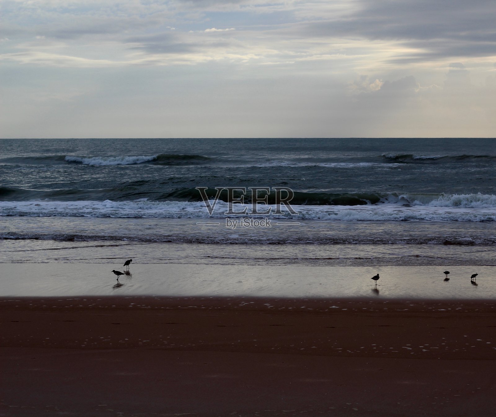 海滩上的鸟儿照片摄影图片
