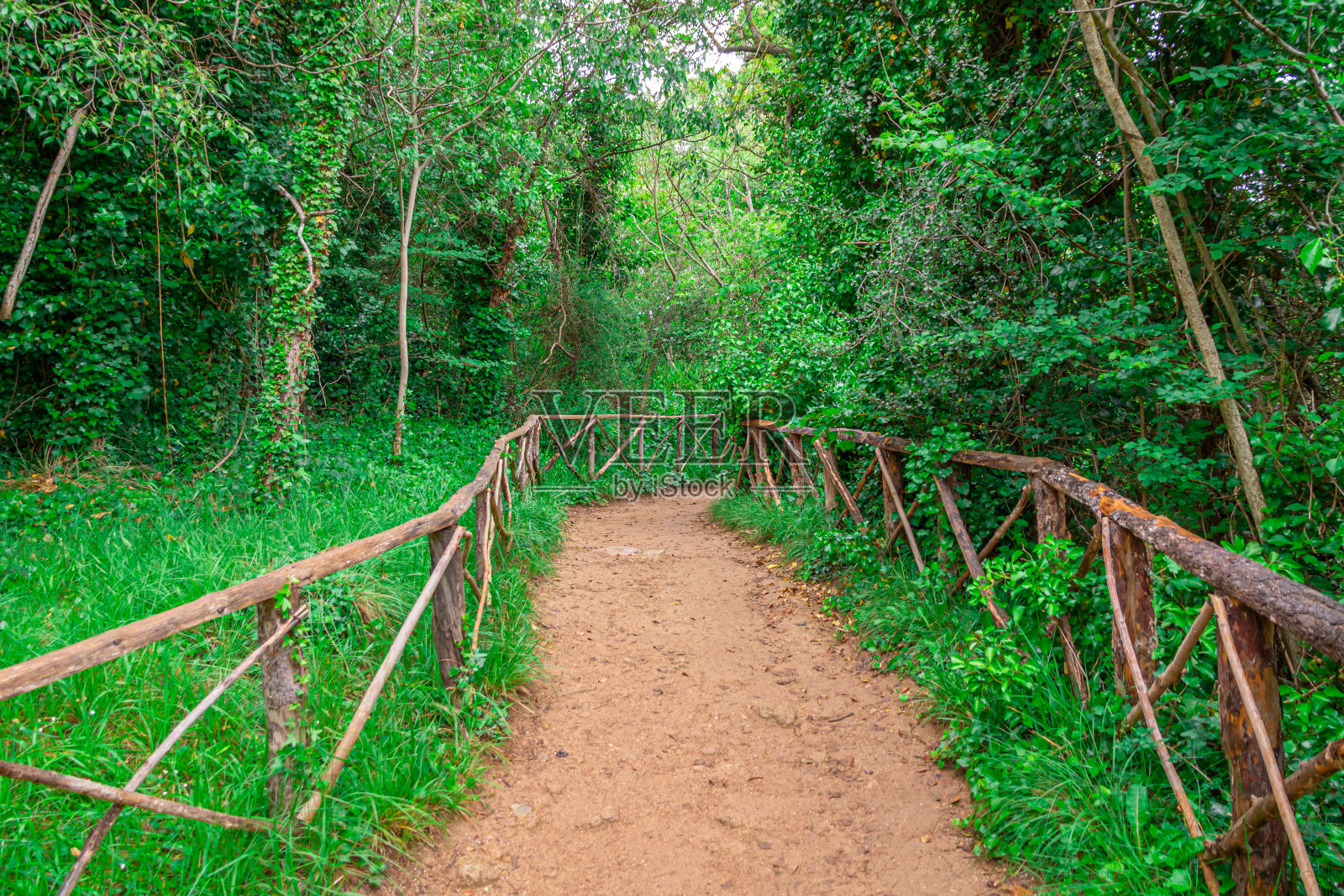 森林中的自然路径。照片摄影图片