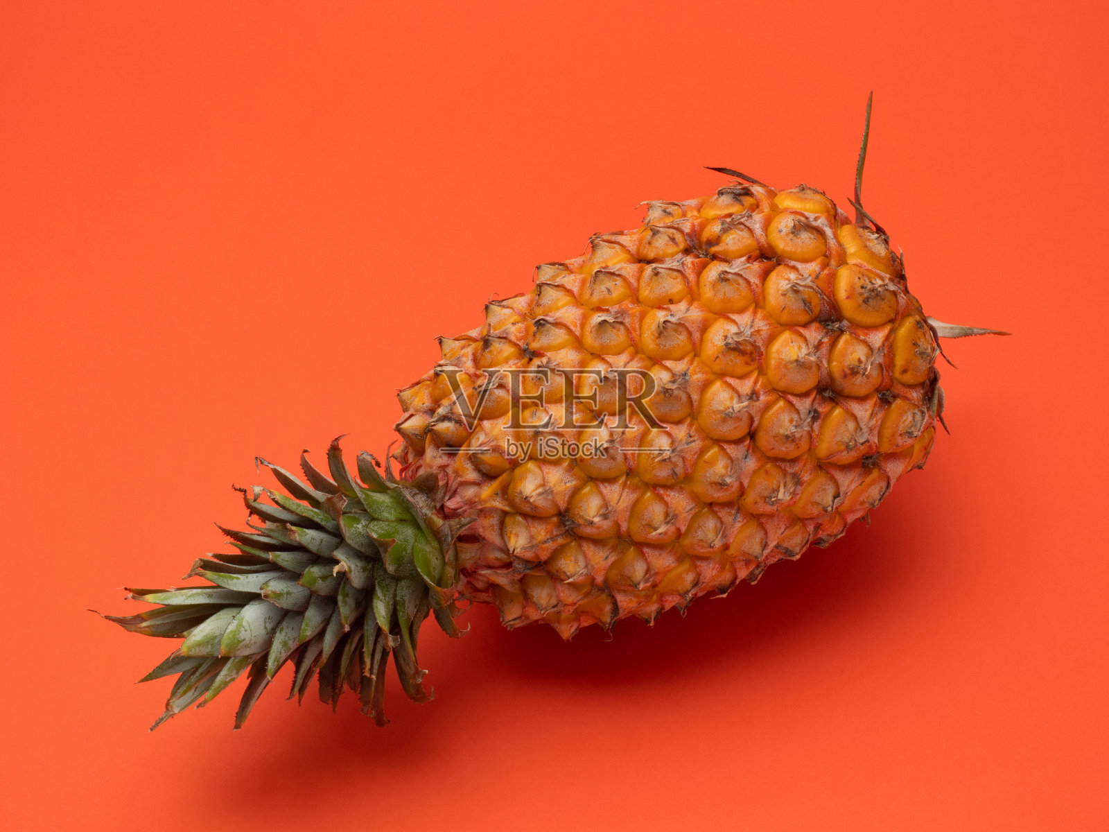 成熟的松树照片摄影图片