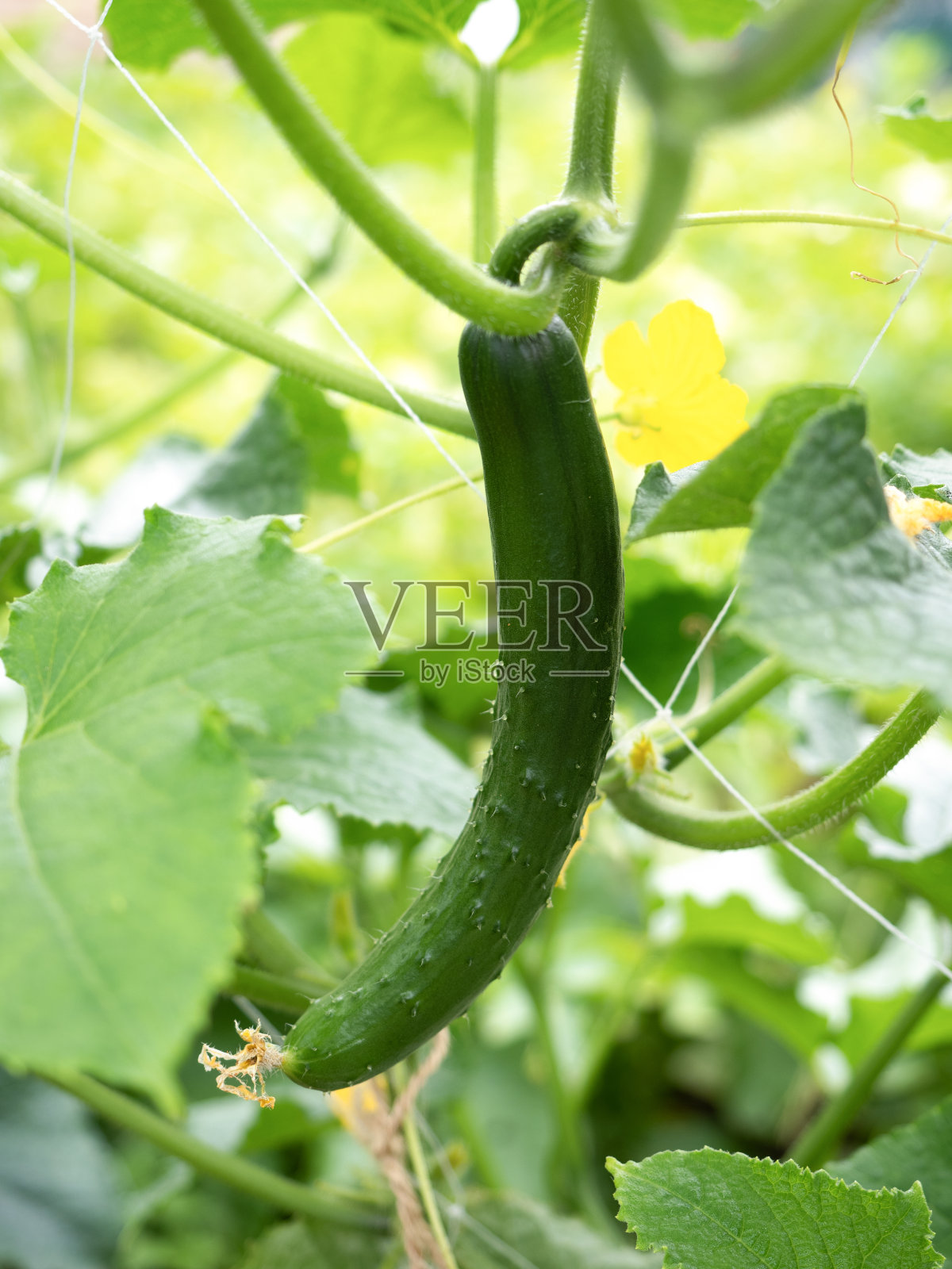 黄瓜领域照片摄影图片