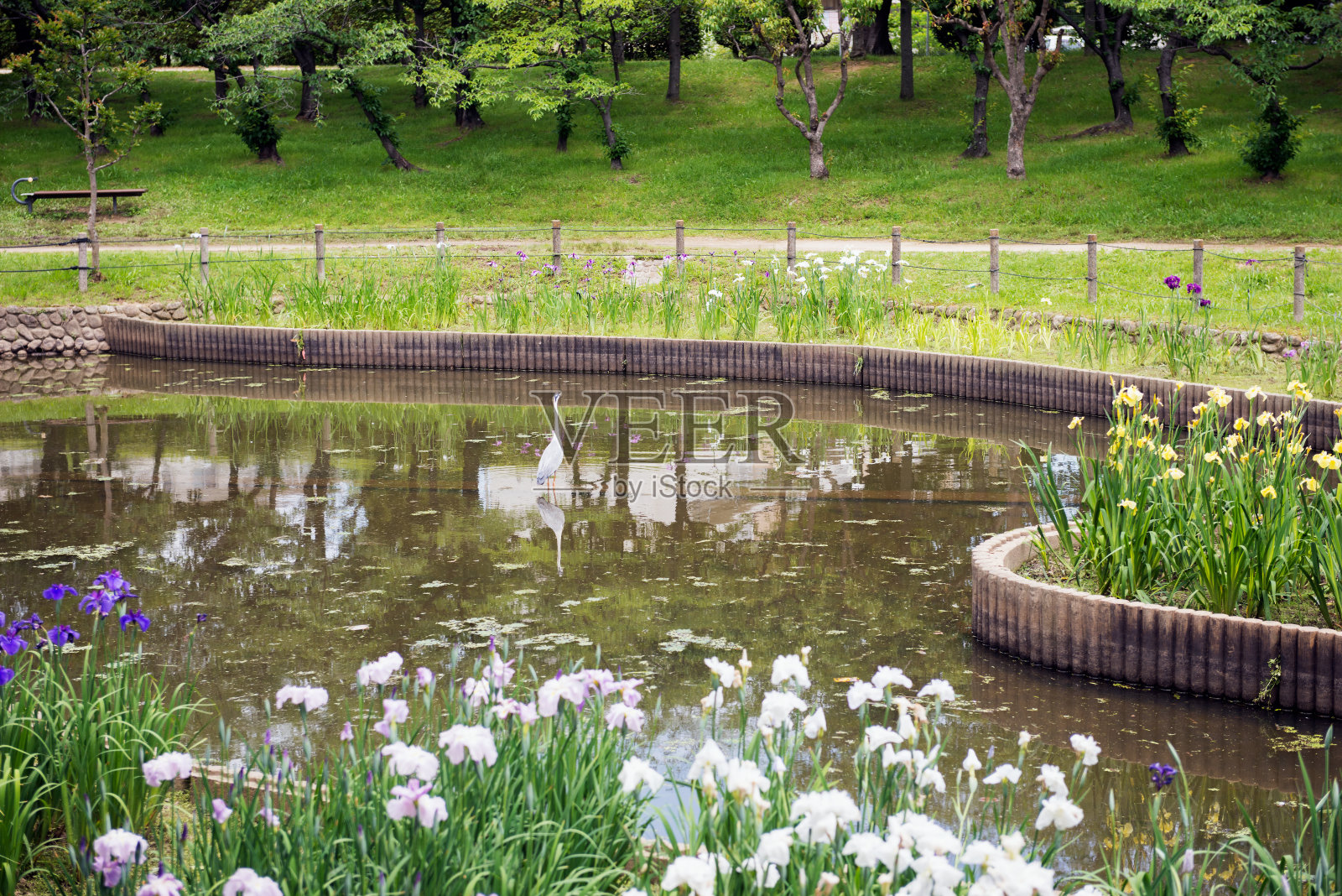 白木公园的鸢尾花园照片摄影图片