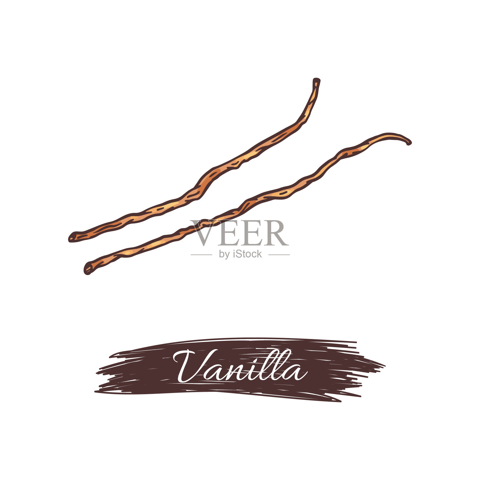 香草豆荚和创意铭文,手绘矢量插图孤立。插画图片素材