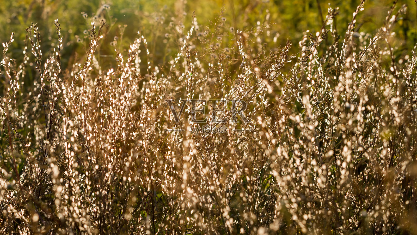 乡村草地场景。照片摄影图片