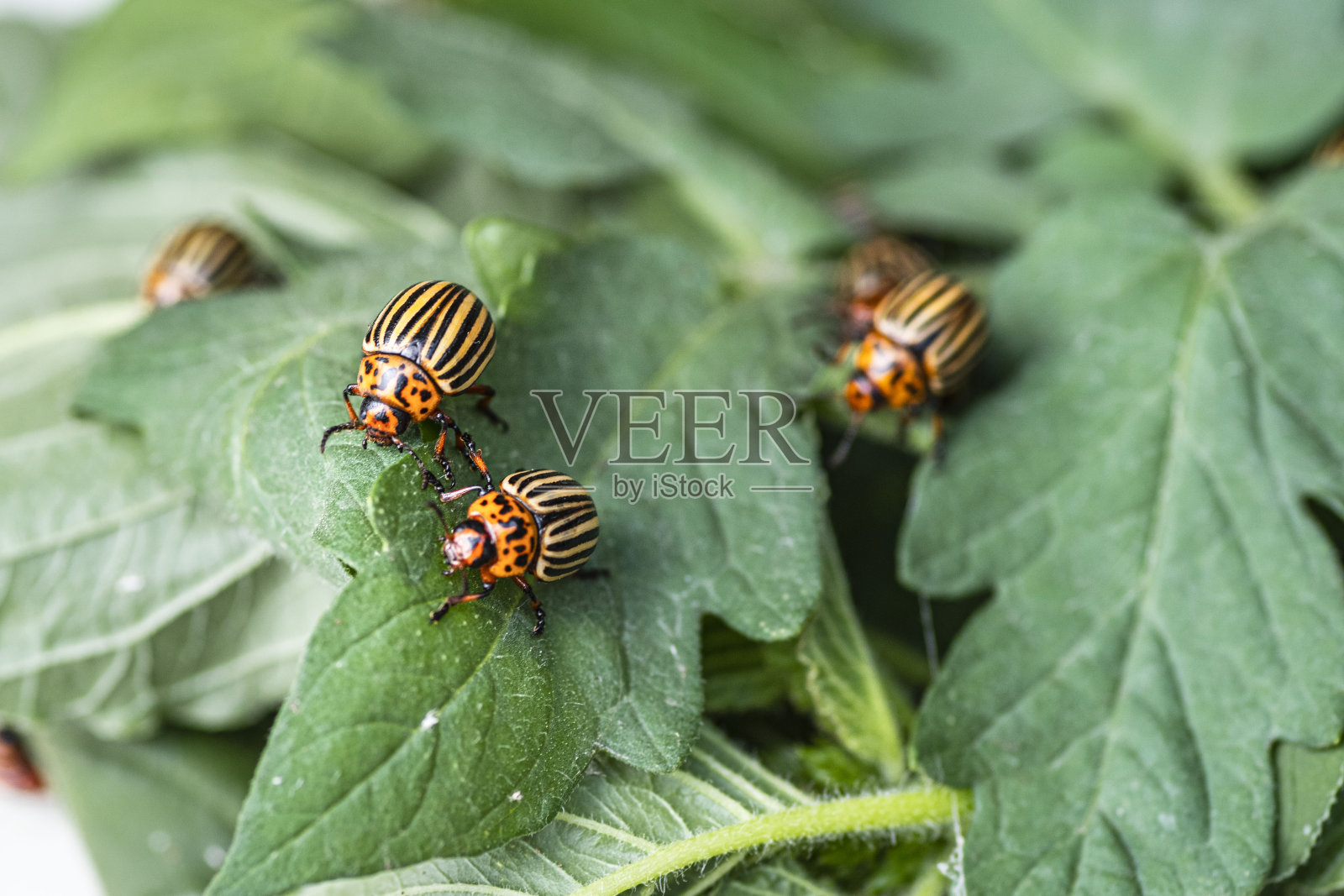 马铃薯虫对马铃薯叶片的性质,自然背景,近观。科罗拉多甲虫吃年轻的土豆叶子。科罗拉多马铃薯甲虫在一个明亮的背景。许多科罗拉多马铃薯甲虫。照片摄影图片