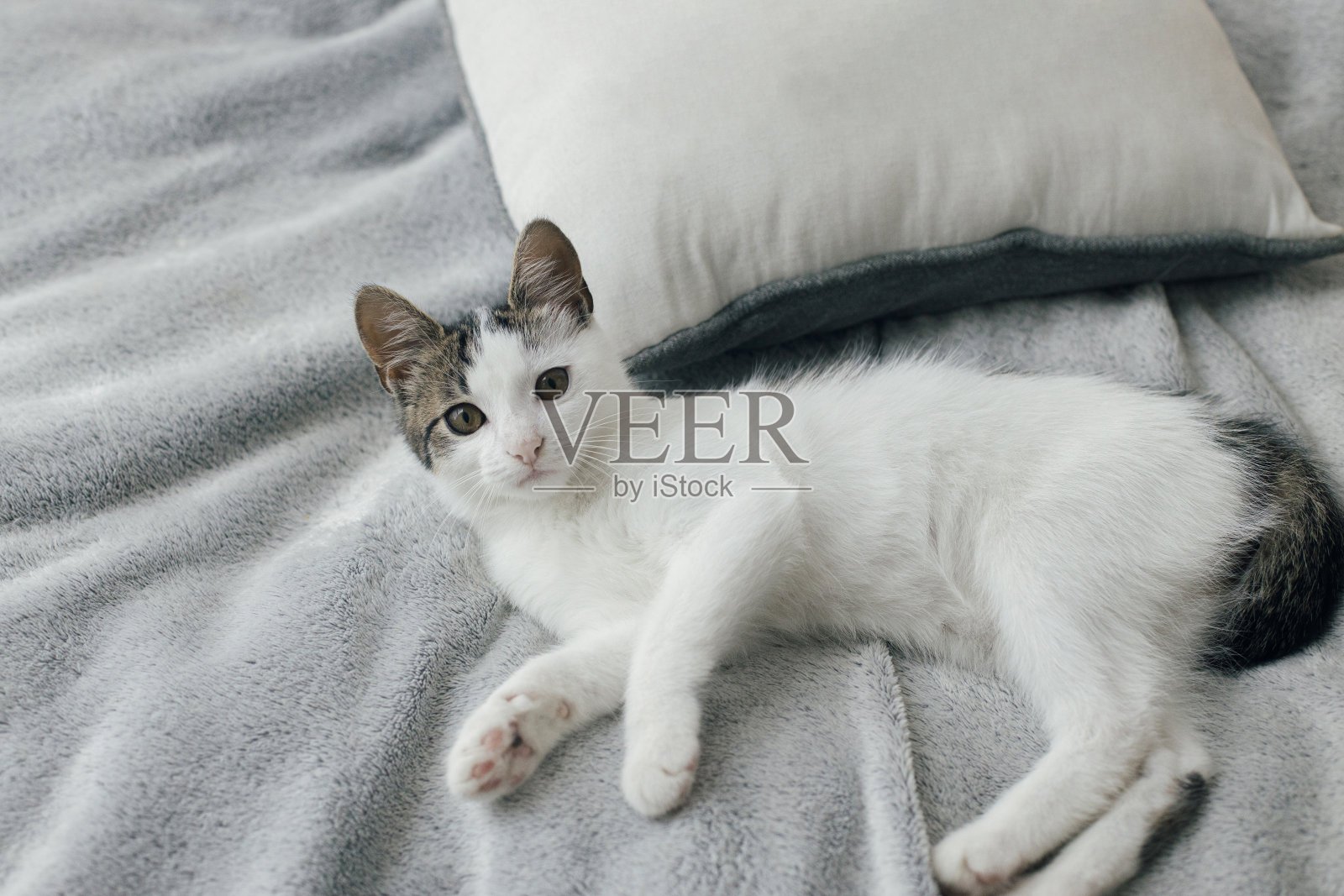 可爱的小猫躺在灰色毯子上的背景枕头在现代斯堪的纳维亚极简主义的房间照片摄影图片
