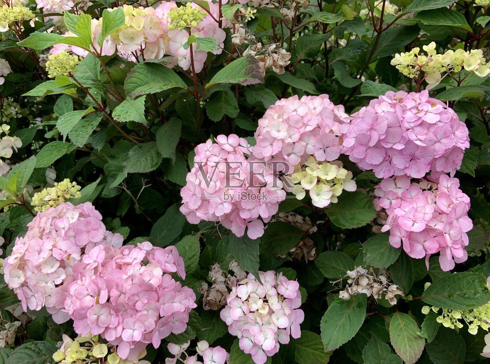 绣球花在花园里盛开照片摄影图片