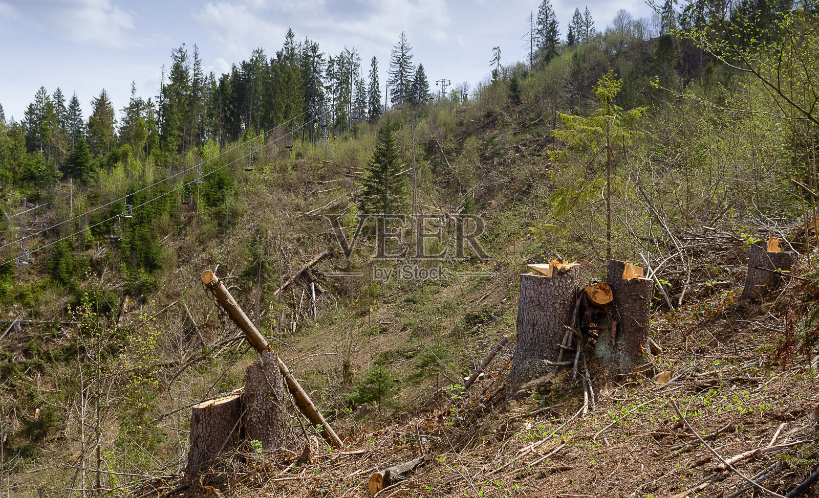 森林砍伐,树桩砍伐,松树砍伐照片摄影图片