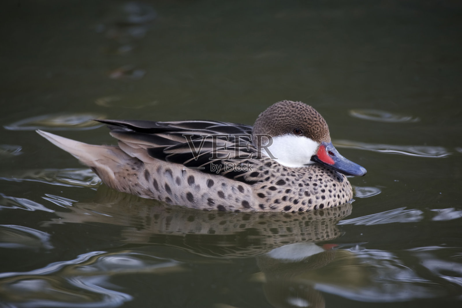 巴哈马群岛上的白颊Pintail照片摄影图片