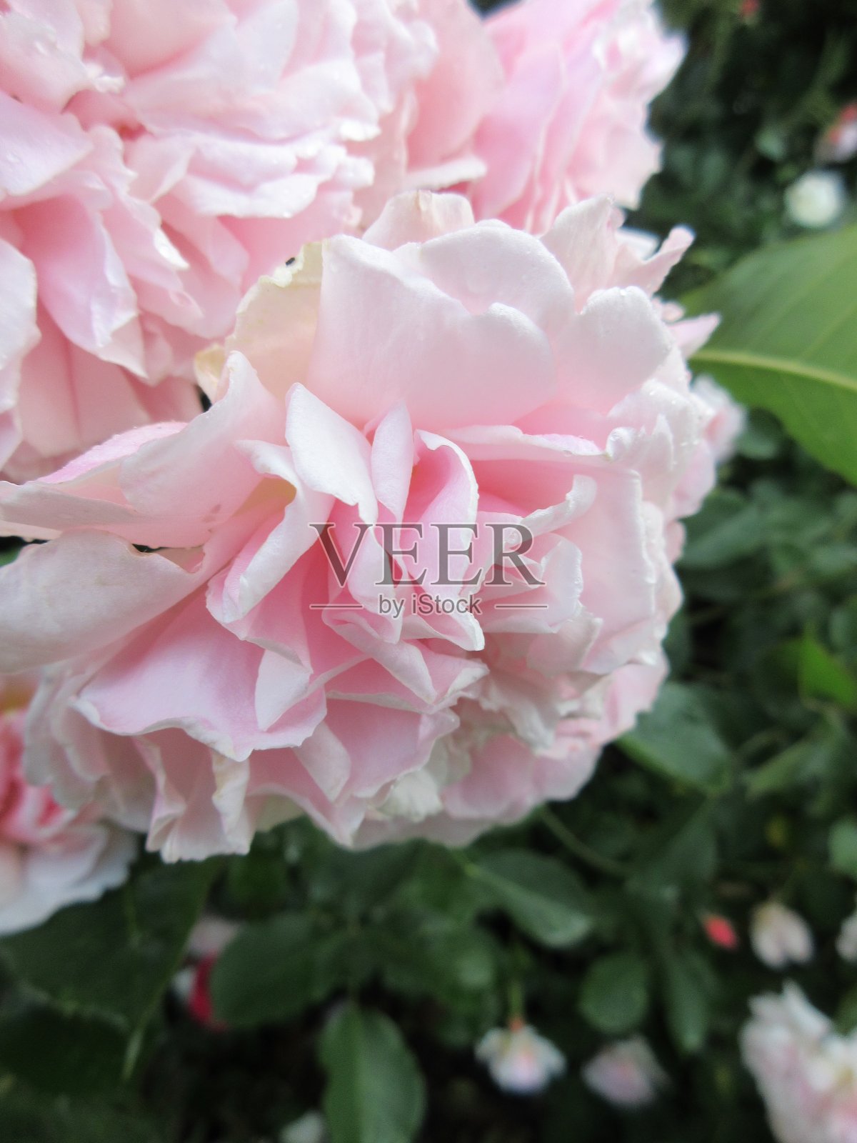 2021年6月,亮粉色玫瑰绽放照片摄影图片