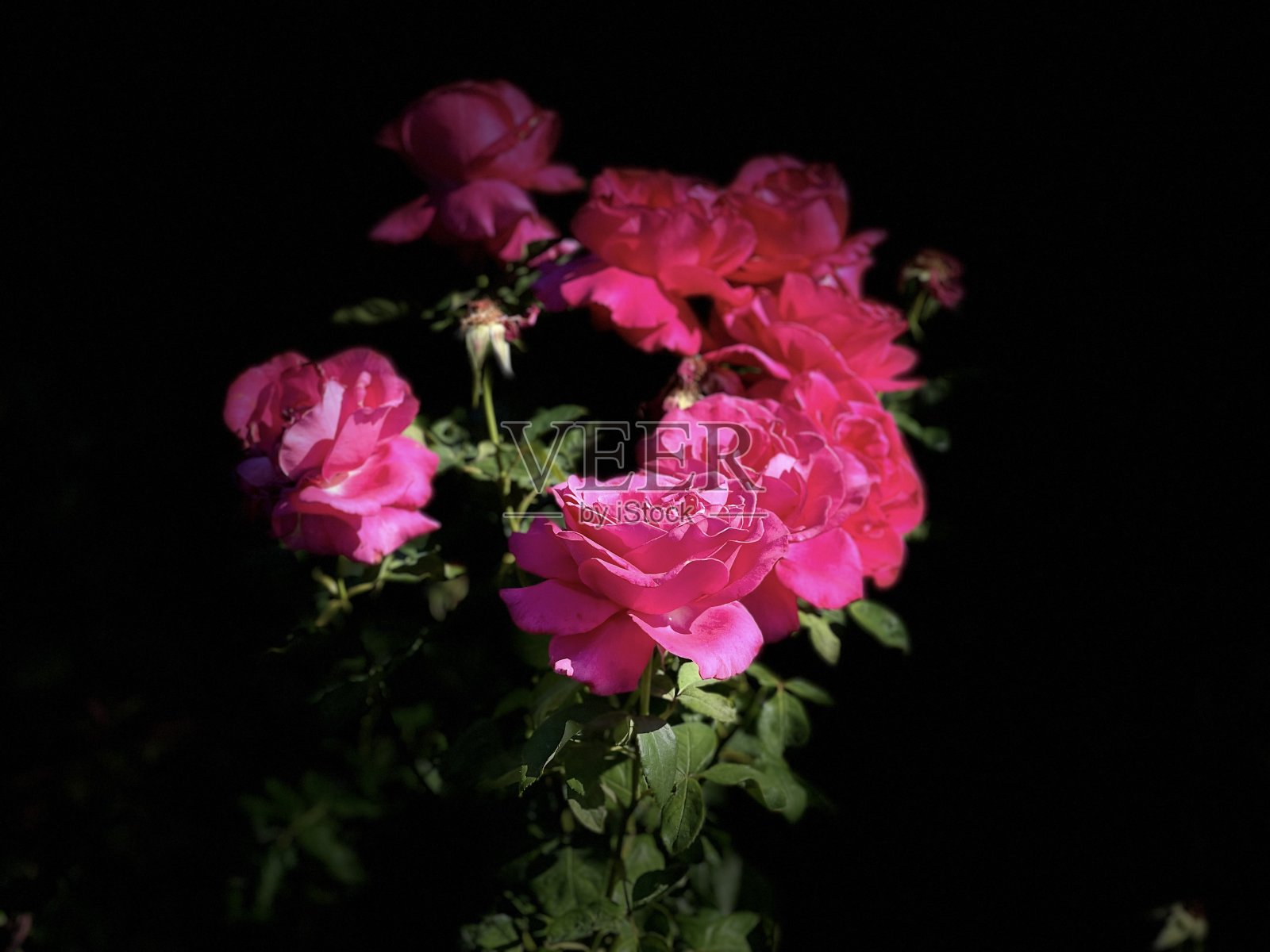 玫瑰花照片摄影图片