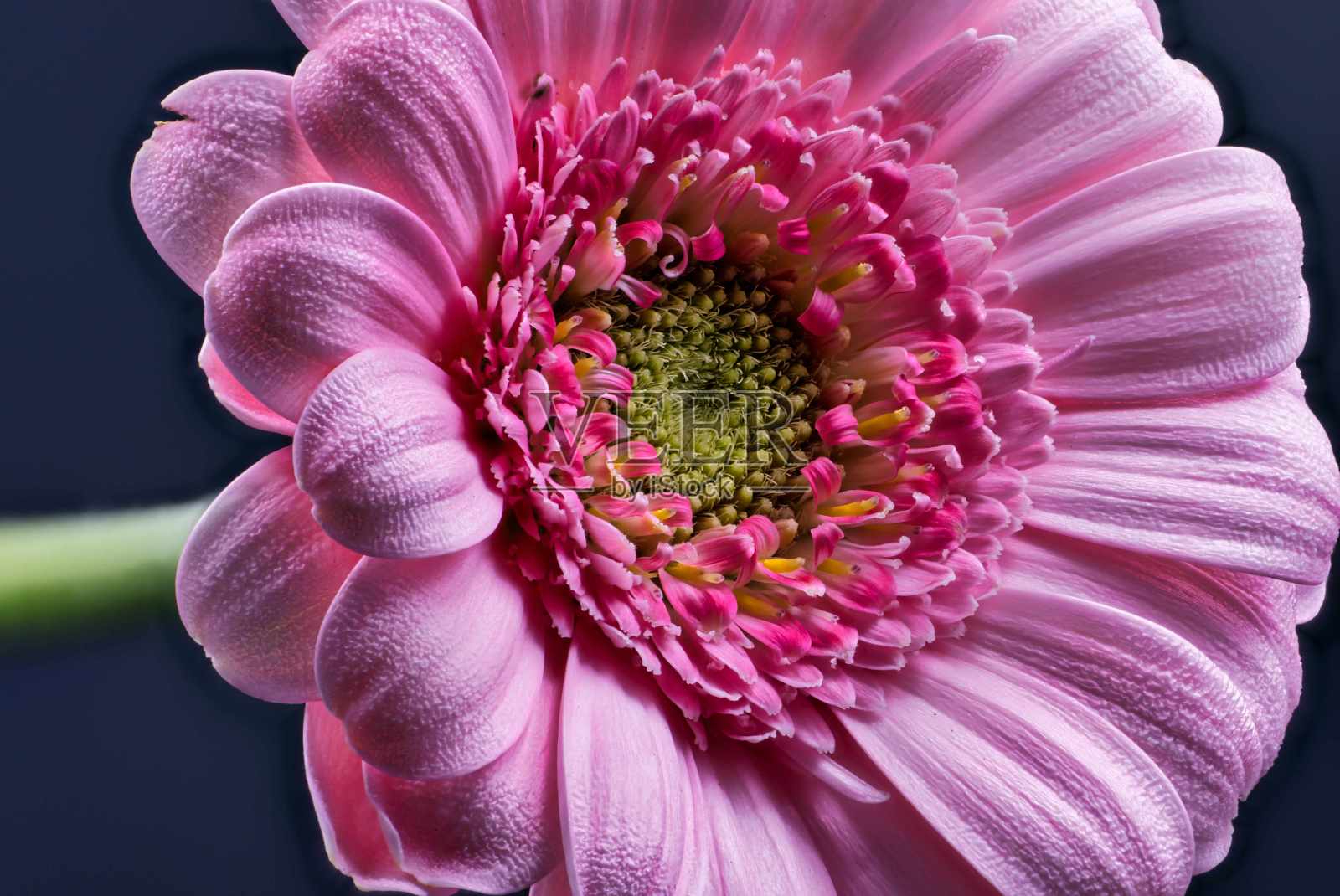 花照片摄影图片