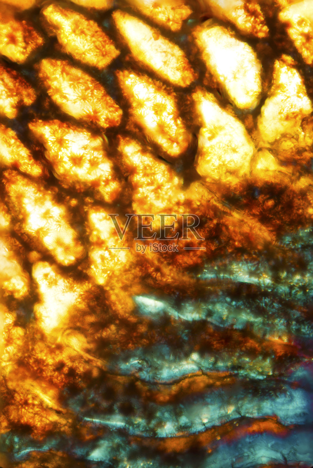 白棉布鲈鱼鳞片的明亮颜色。照片摄影图片