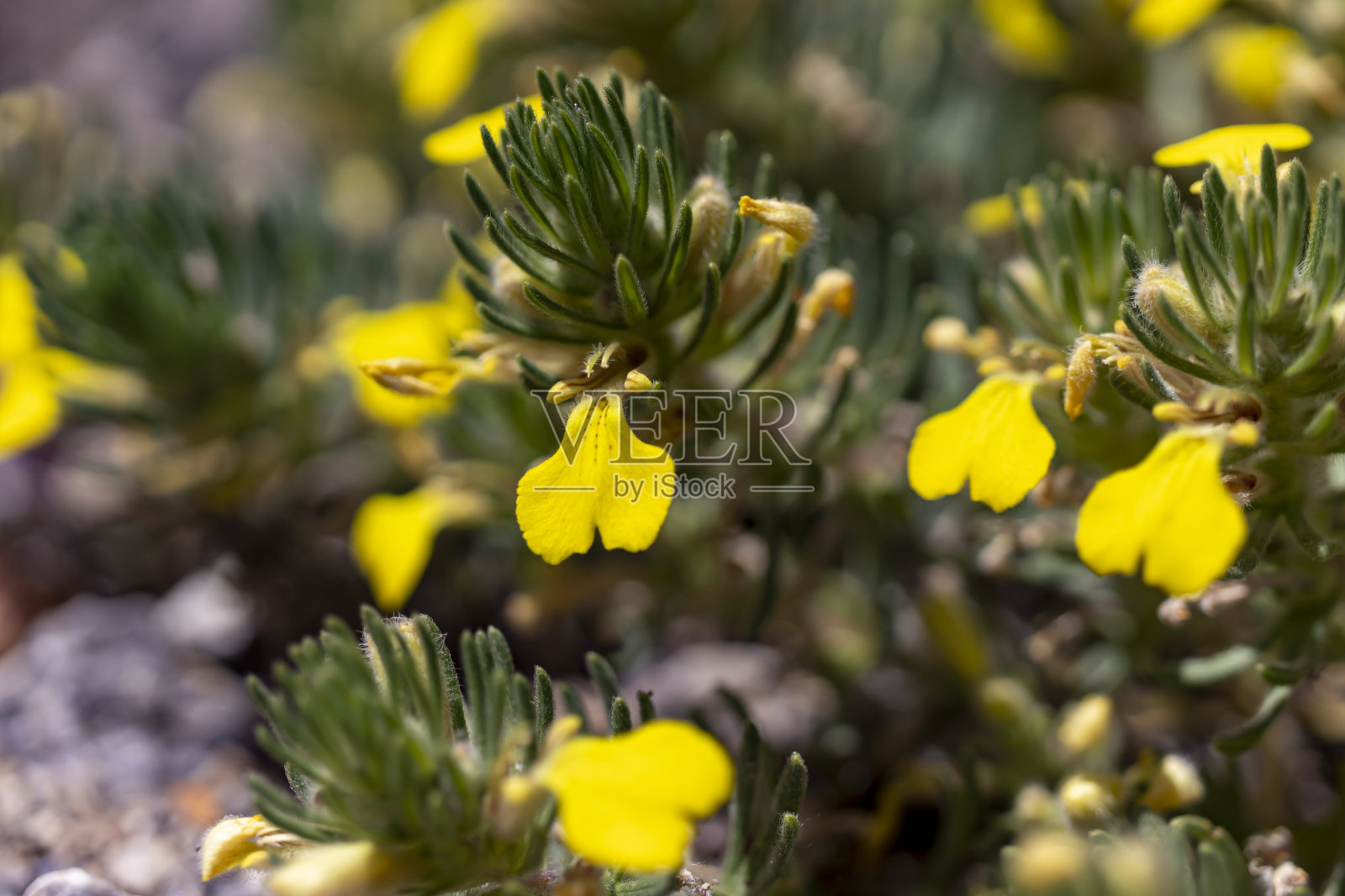 黄色的野花,在田野里,近景。照片摄影图片