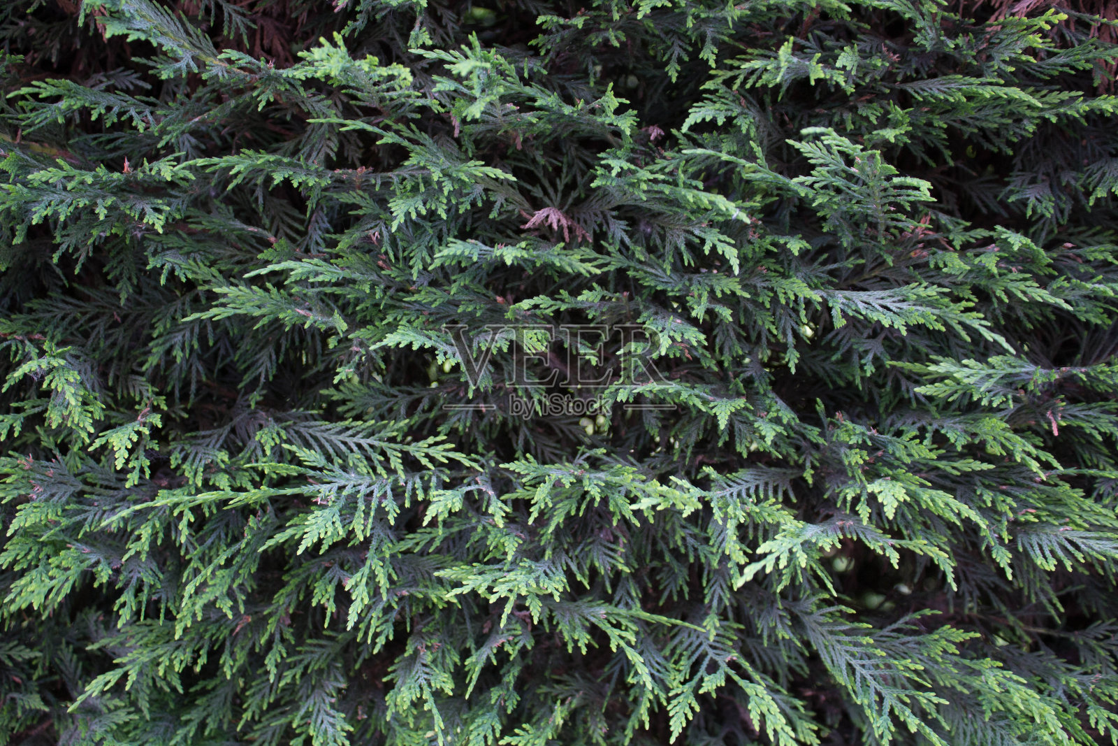 彩色花朵的特写照片摄影图片