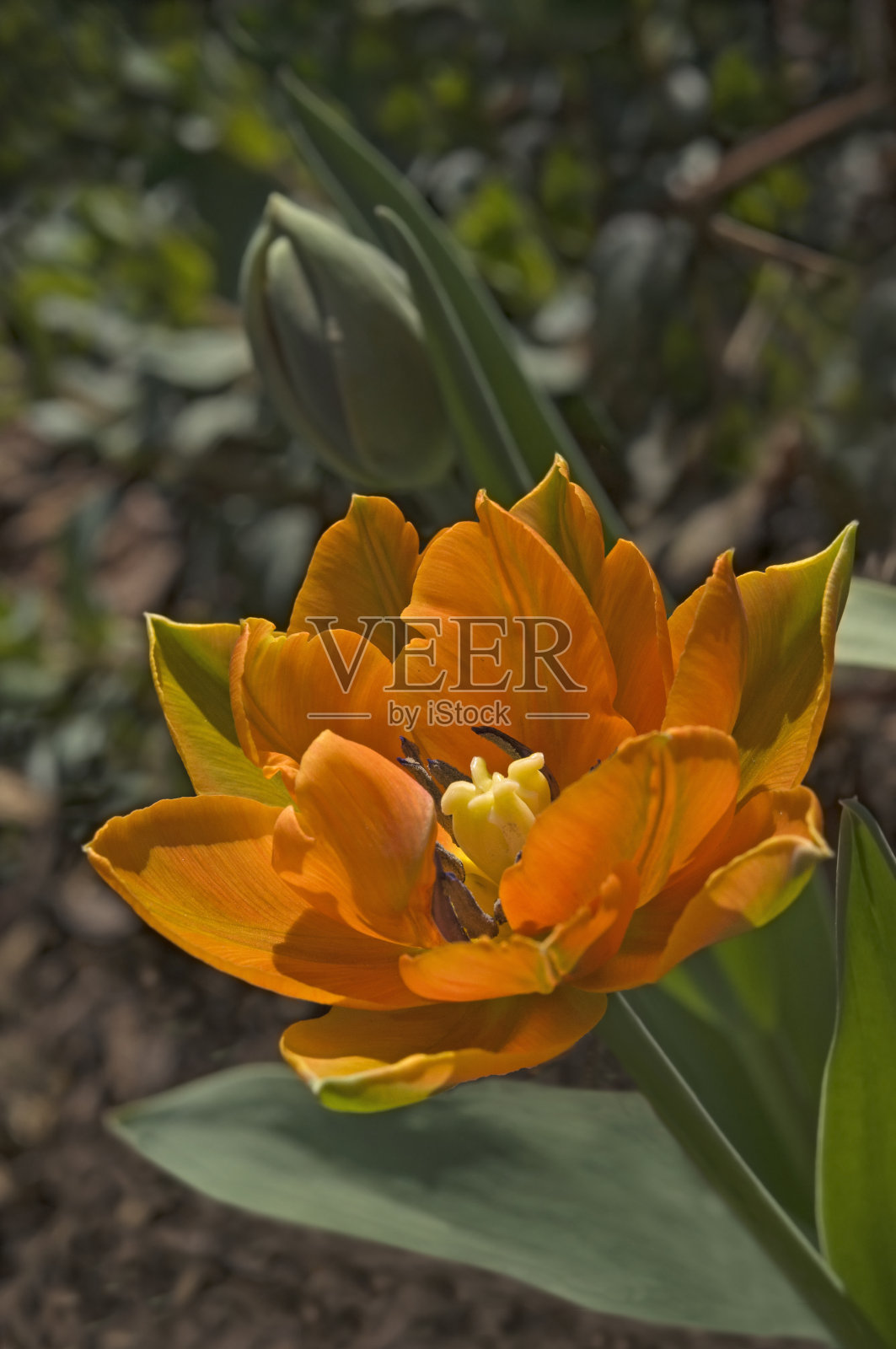 在一个阳光明媚的日子里,花园里的一株橙色毛茛(Túlipa)照片摄影图片