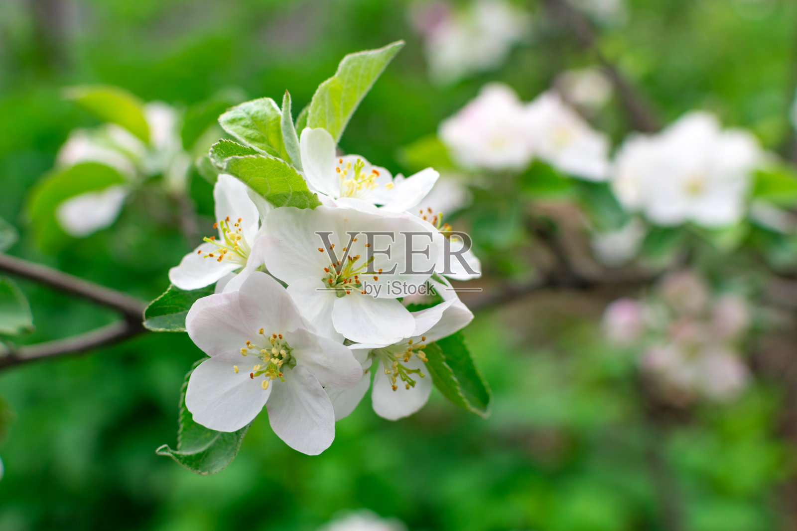 春天开花的苹果树在一个模糊的背景特写。有选择性的重点。照片摄影图片