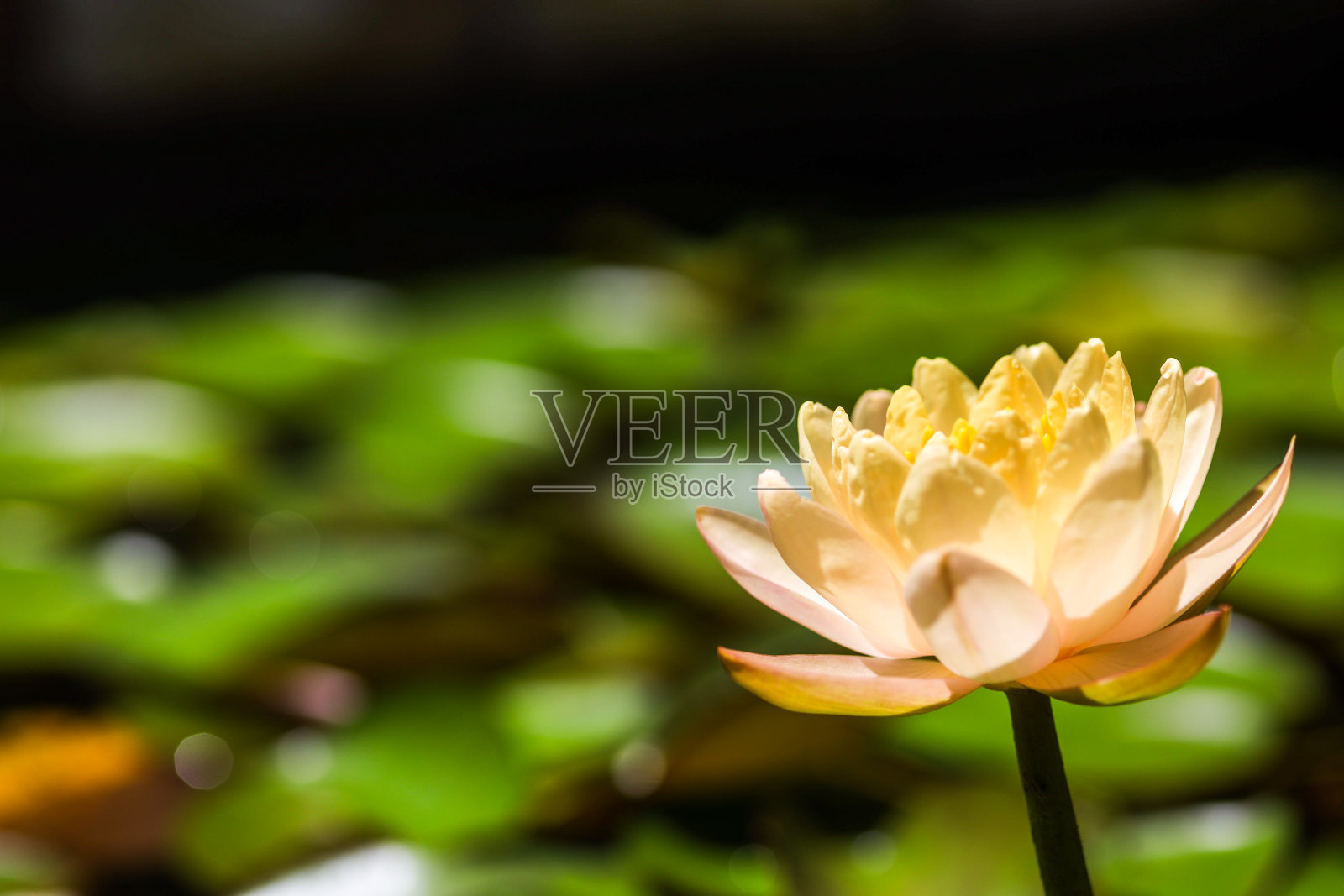 池塘里美丽的黄色睡莲。模糊的背景照片摄影图片