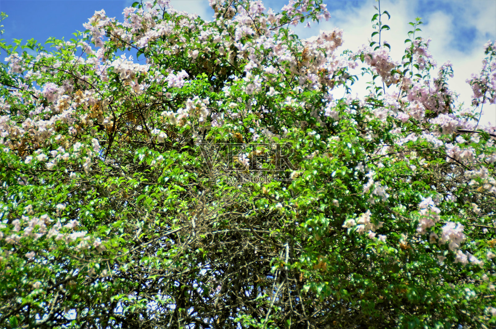 九重葛开满了粉红色的花照片摄影图片