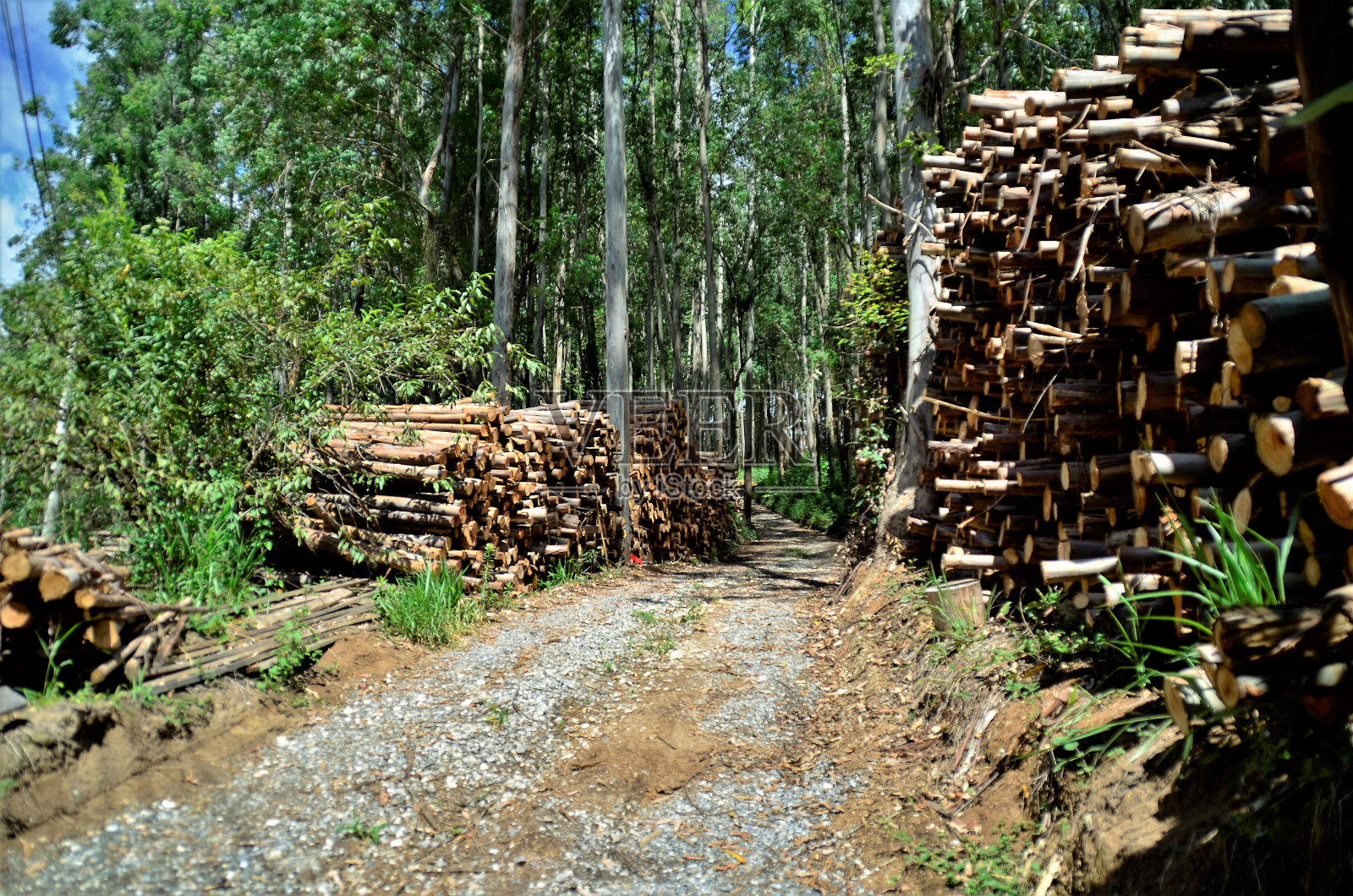 路上满是桉树的树干照片摄影图片