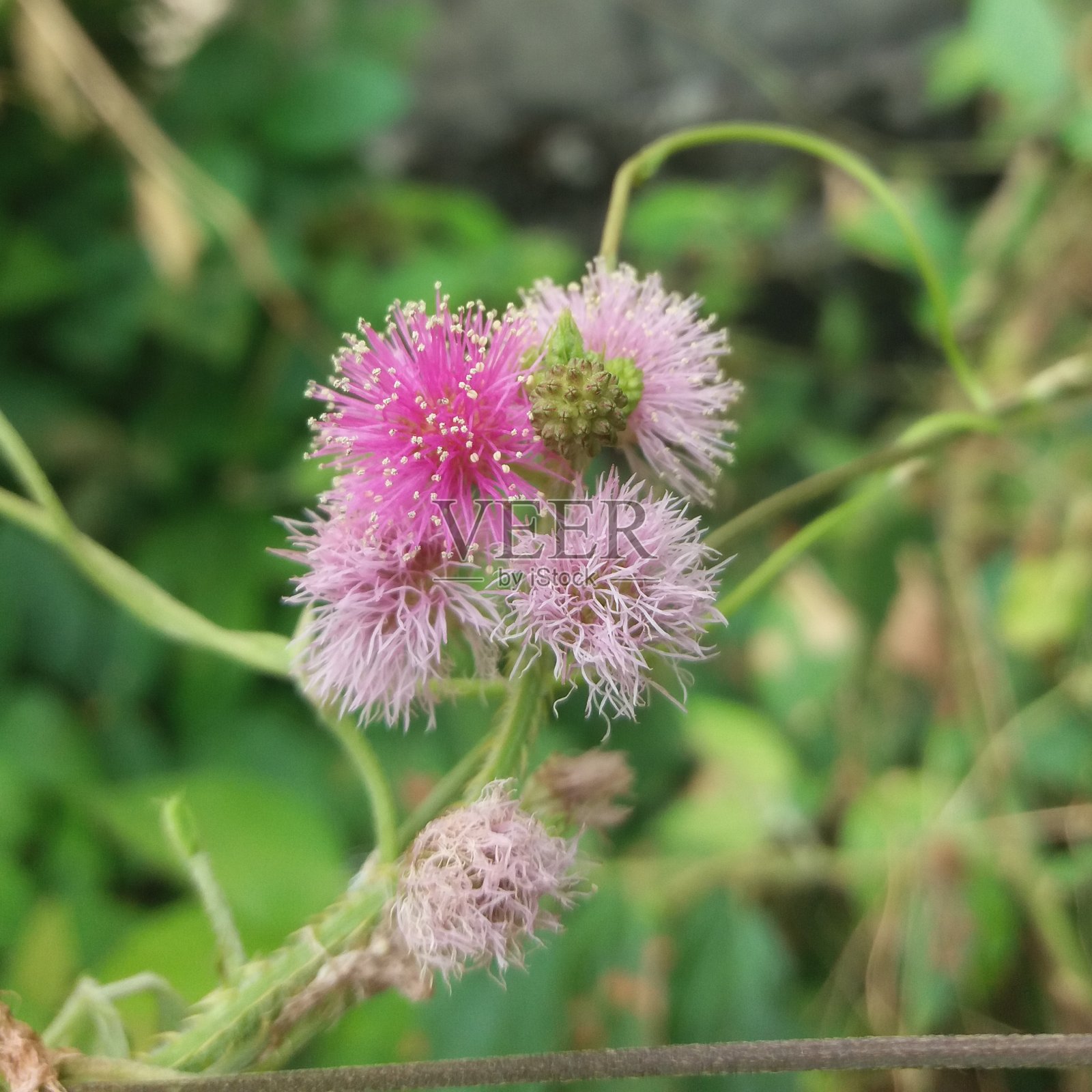 含羞草的花照片摄影图片