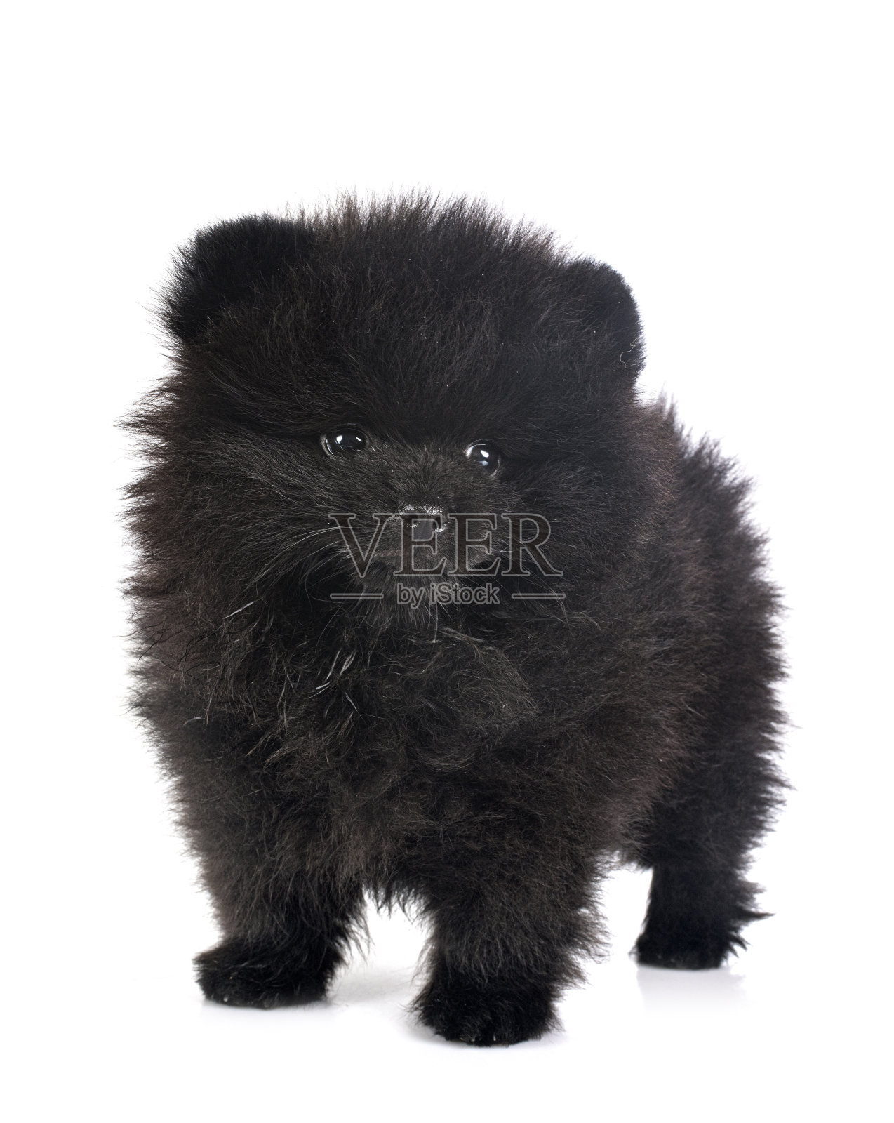 年轻的波美拉尼亚的照片摄影图片