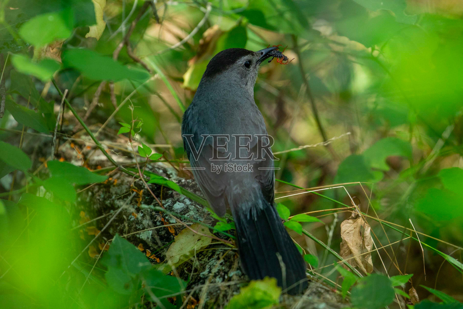 灰猫鸟唱歌和吃照片摄影图片