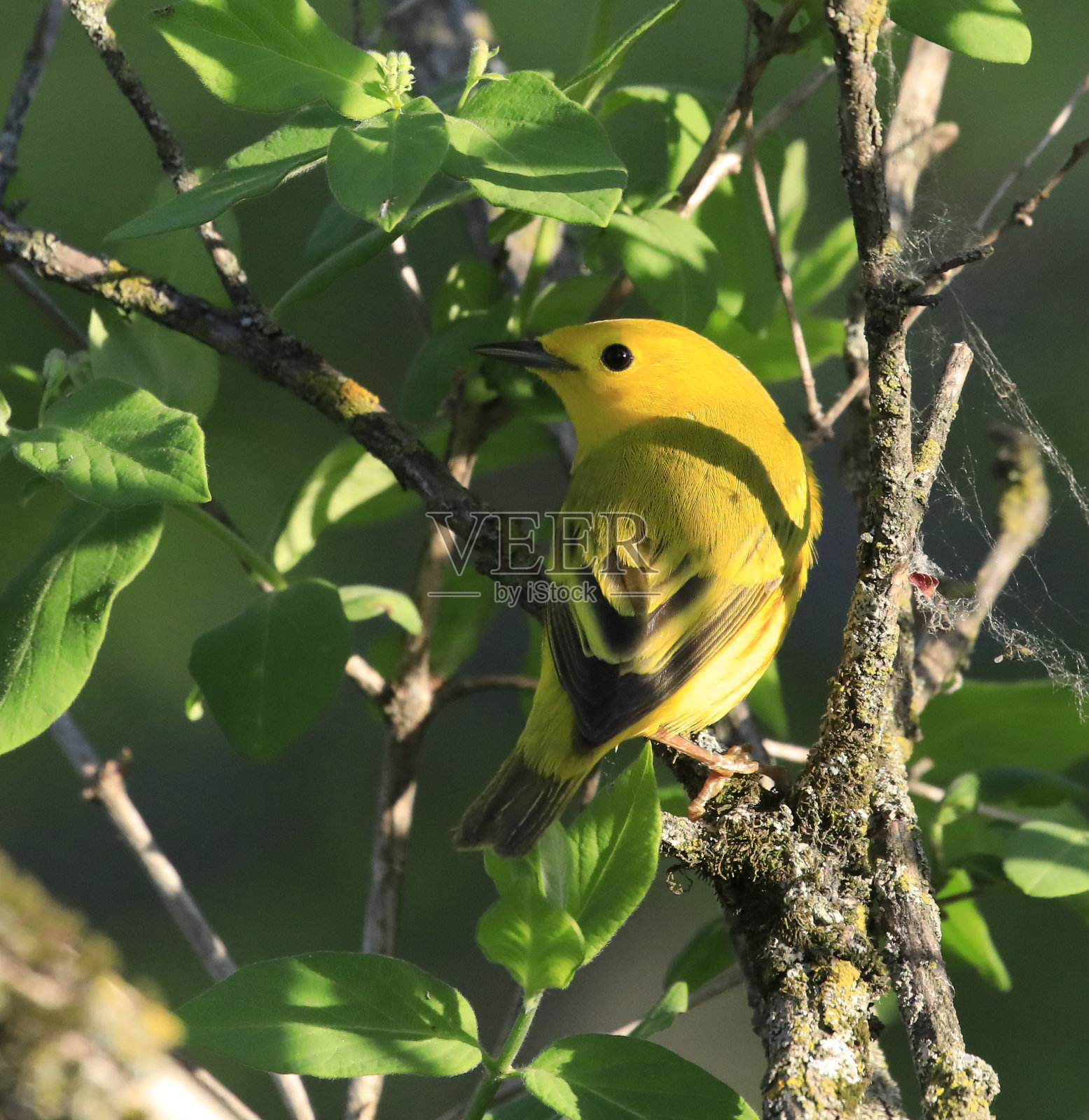 黄色莺照片摄影图片