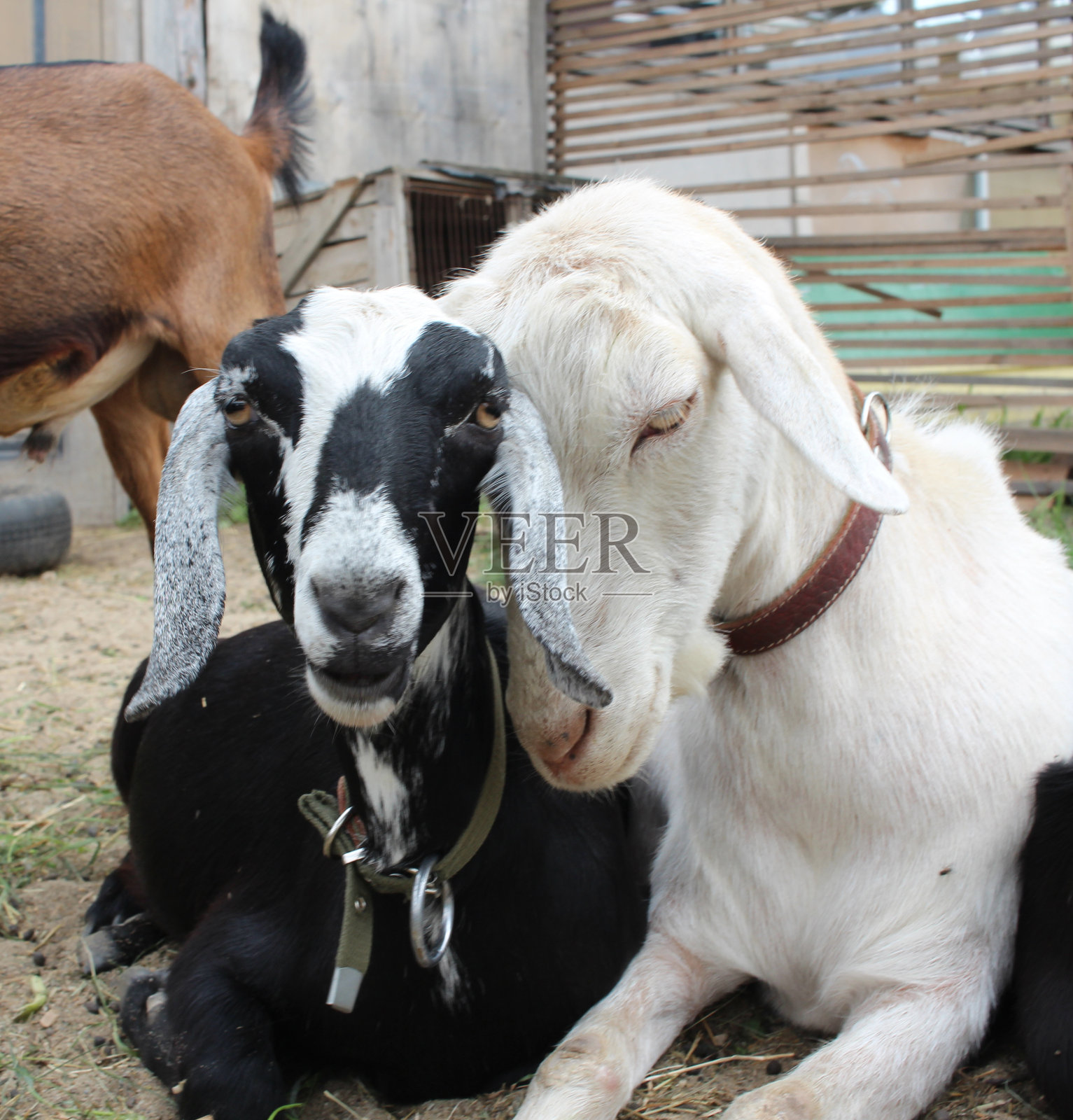 动物山羊睡在农场一起休息照片摄影图片