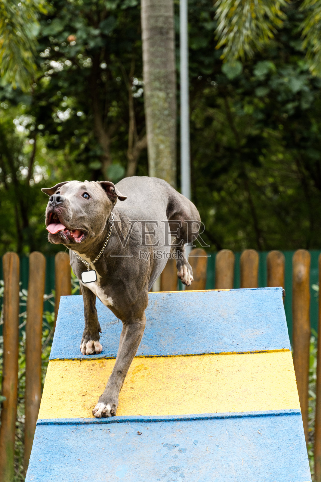 在公园里玩耍的斗牛犬。斗牛犬在阳光明媚的日子里玩得很开心。狗的地方有绿色的草,和篱笆与木桩。玩具,比如他用来锻炼的斜坡照片摄影图片