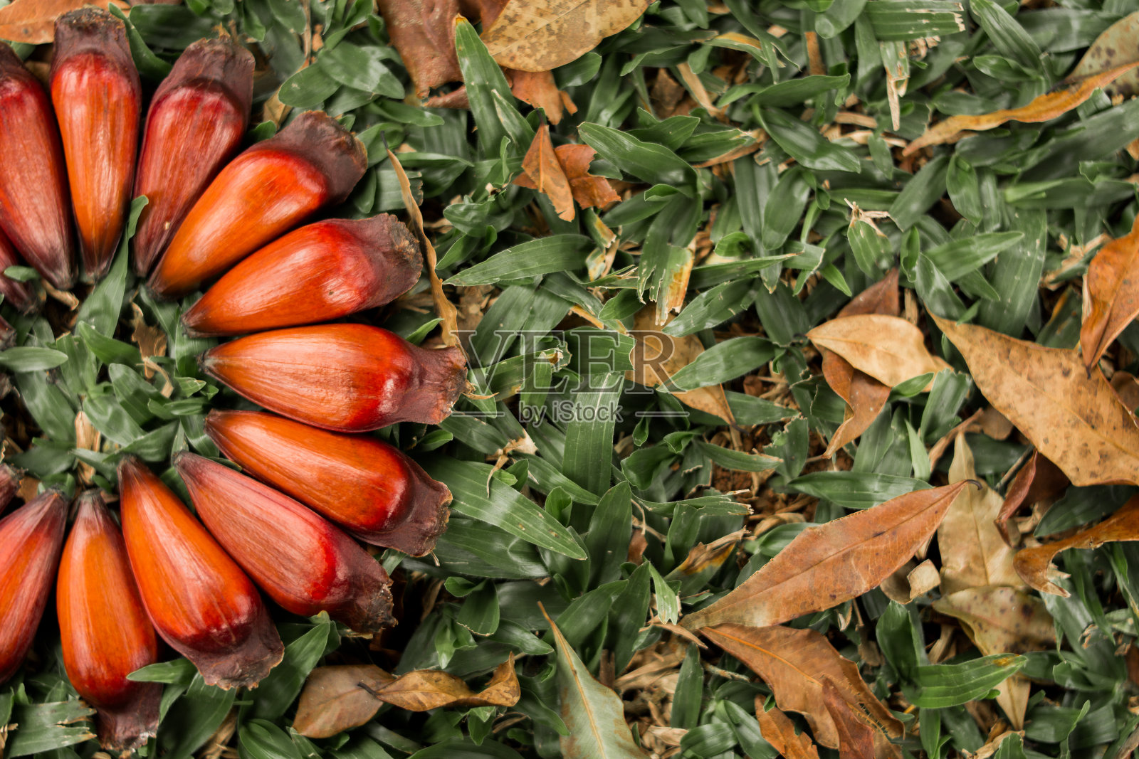 Pinhão是巴西南部一种典型的南洋杉的种子。冷种子,冬天可以买到。照片摄影图片